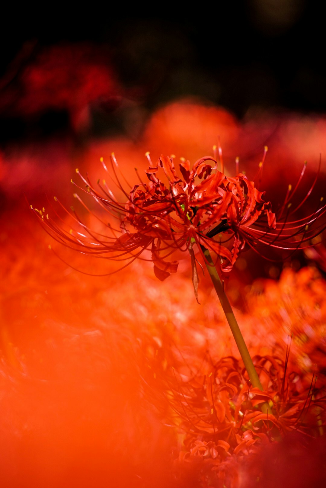 primer plano de una flor sobre un fondo rojo intenso