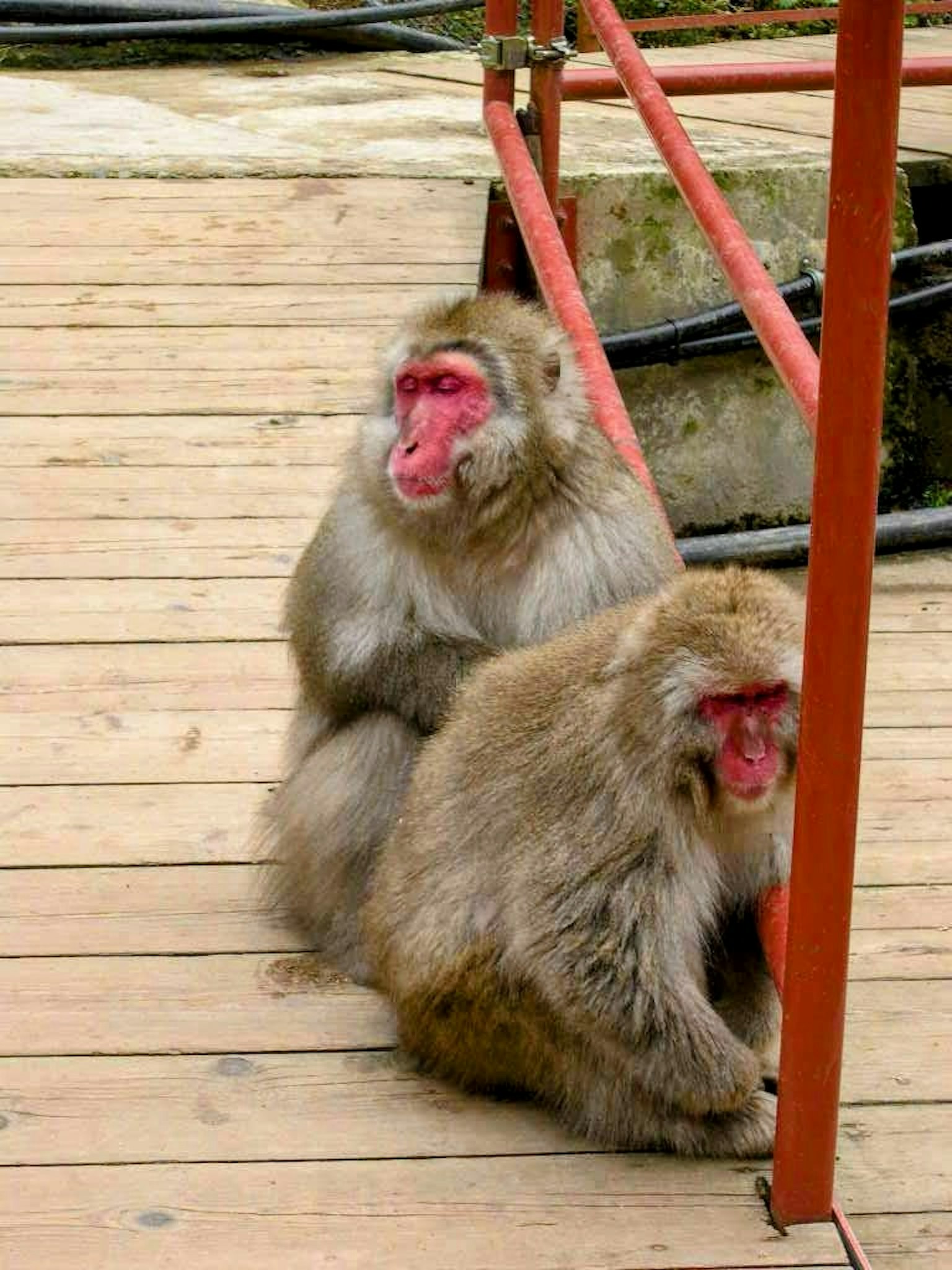 Hai con khỉ ngồi trên ván gỗ với khuôn mặt đỏ rõ ràng