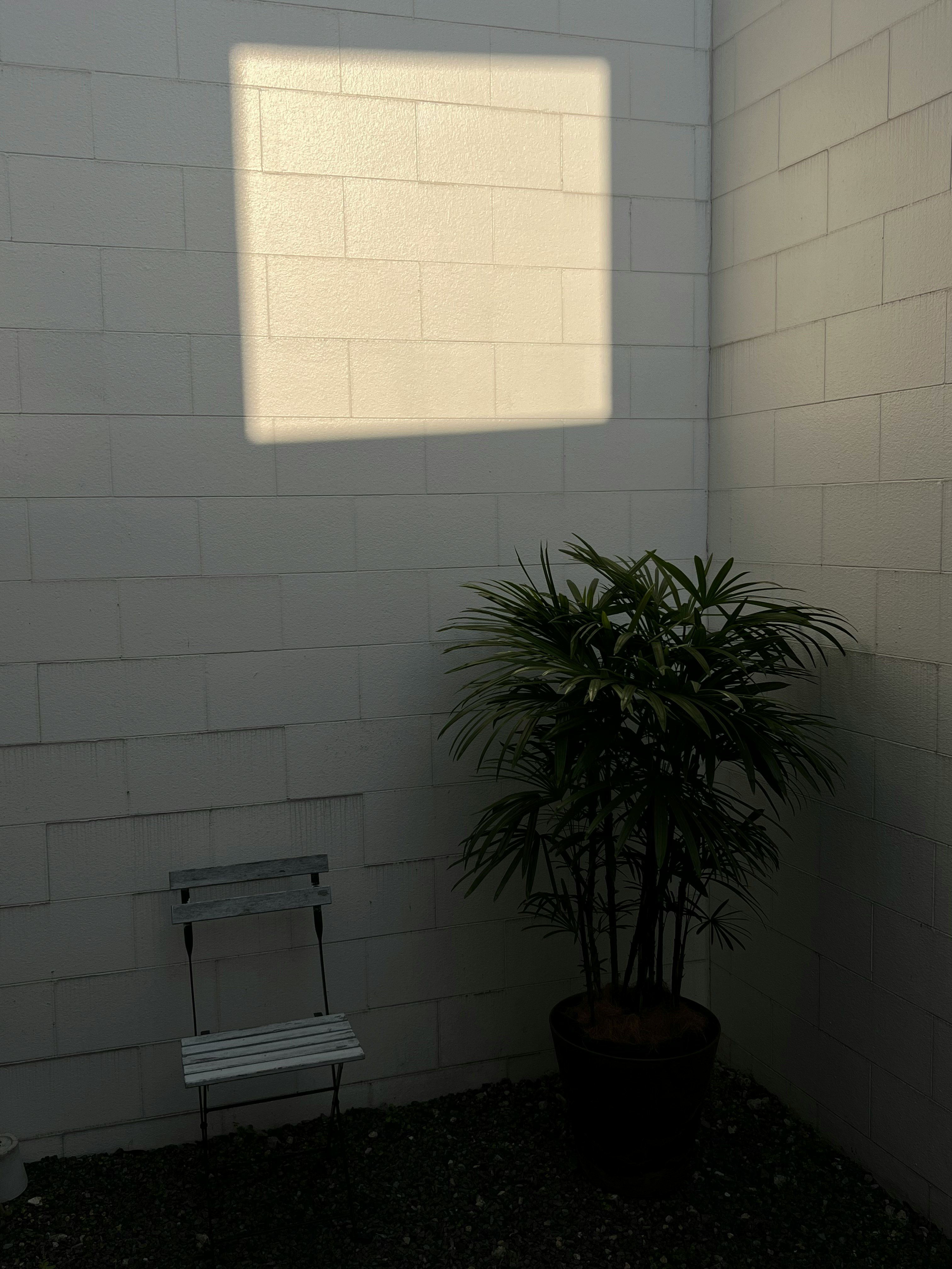 白いタイル壁の室内スタジオ空間にある観葉植物とベンチ