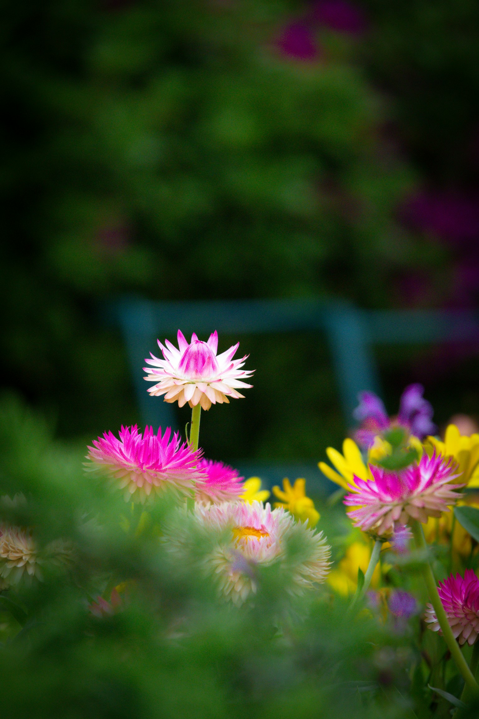 ฉากสวนที่มีสีสันสดใสพร้อมดอกไม้ที่บานมีดอกไม้สีชมพูและสีเหลือง