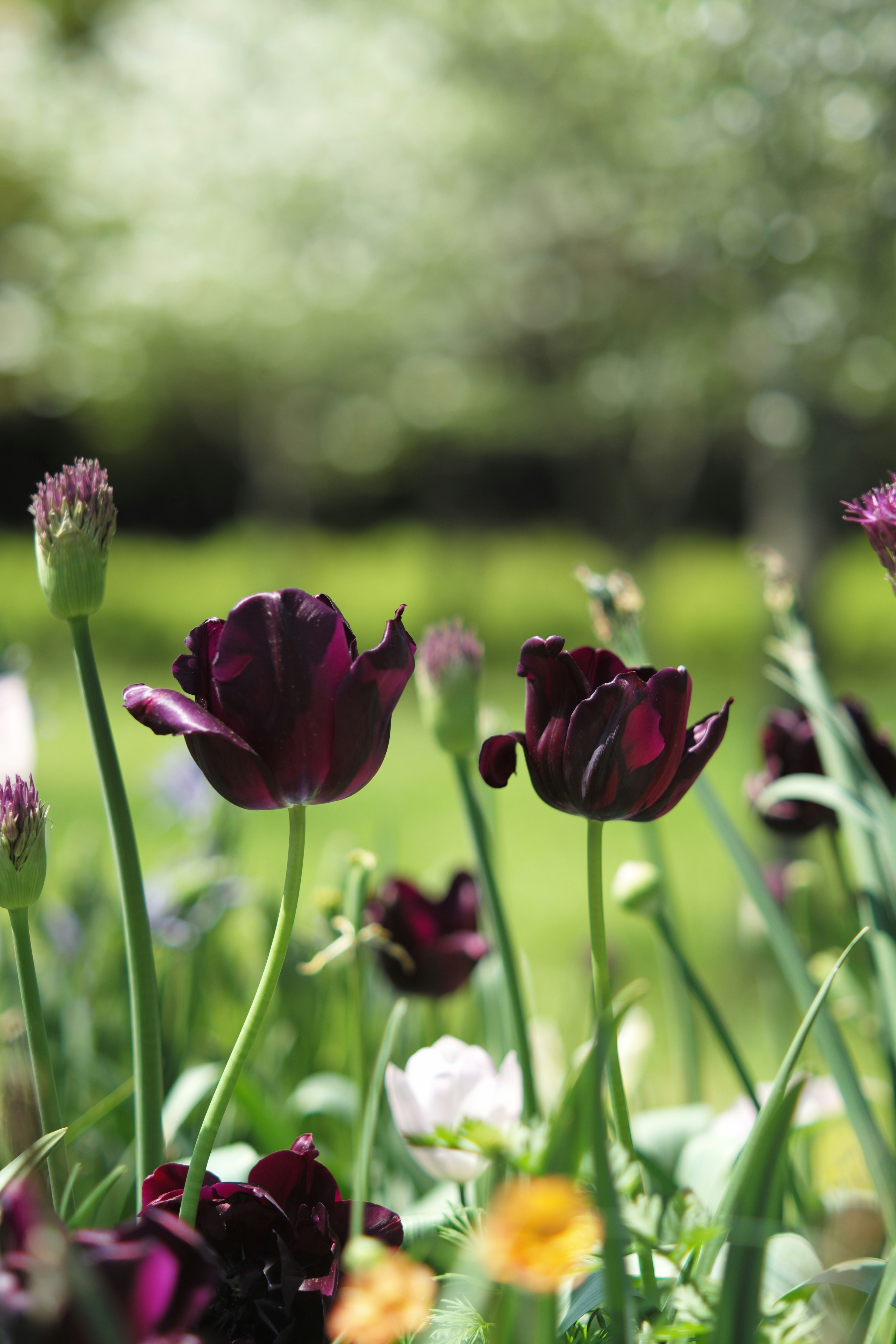 tulipanes morados floreciendo en un parterre