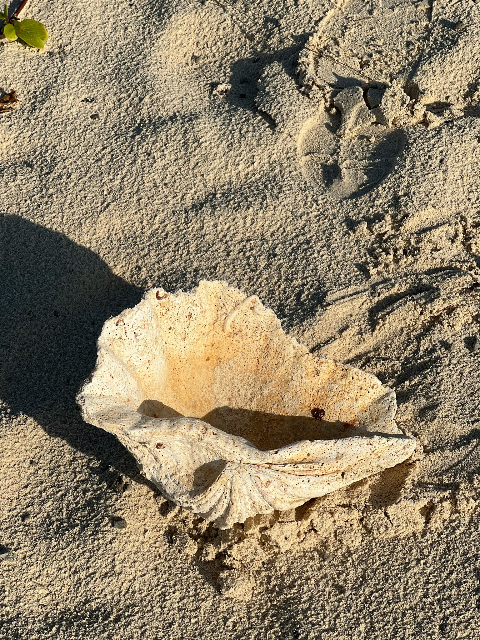 A white seashell resting on sandy beach