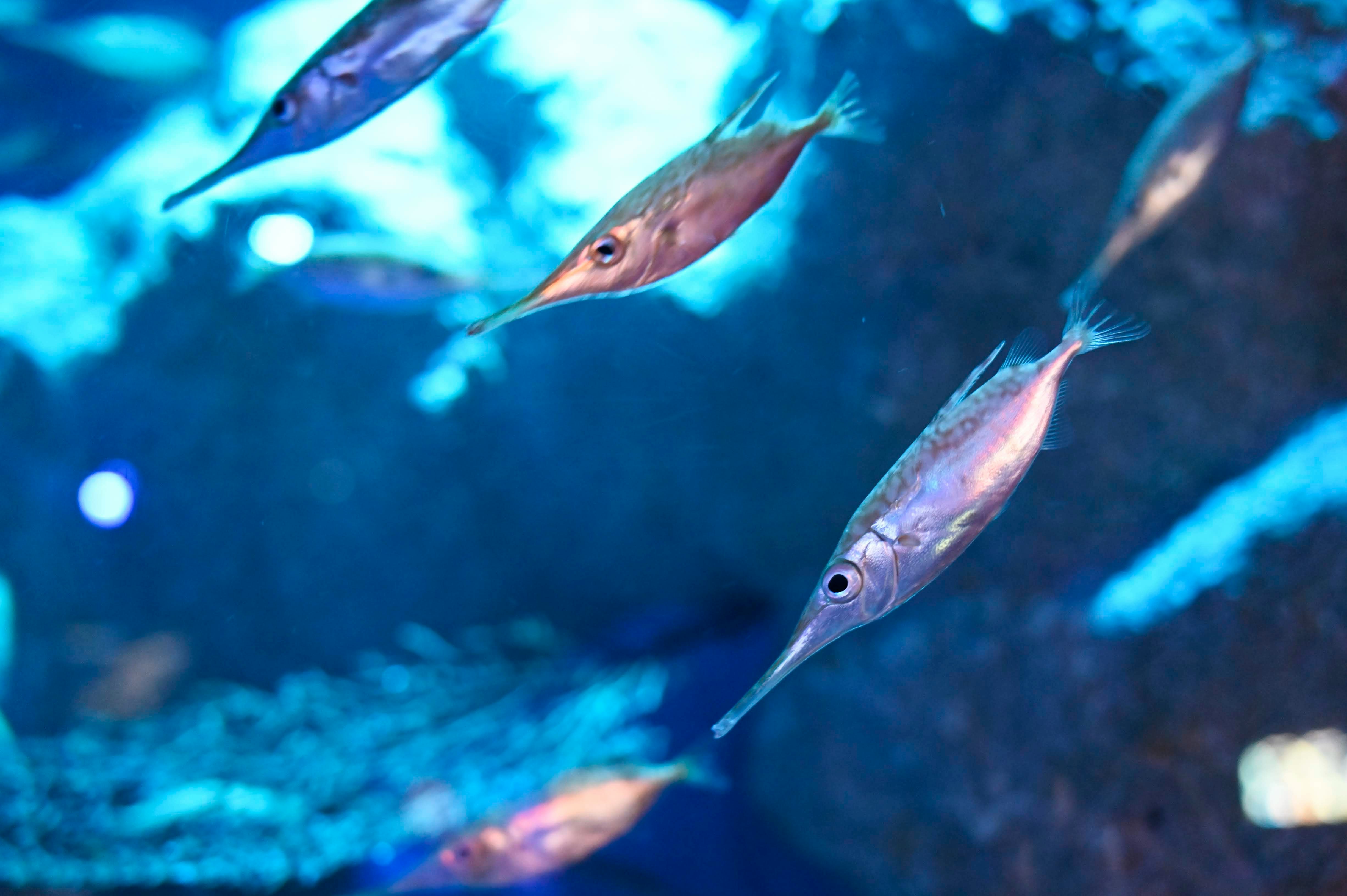 青い水槽の中を泳ぐ魚たち