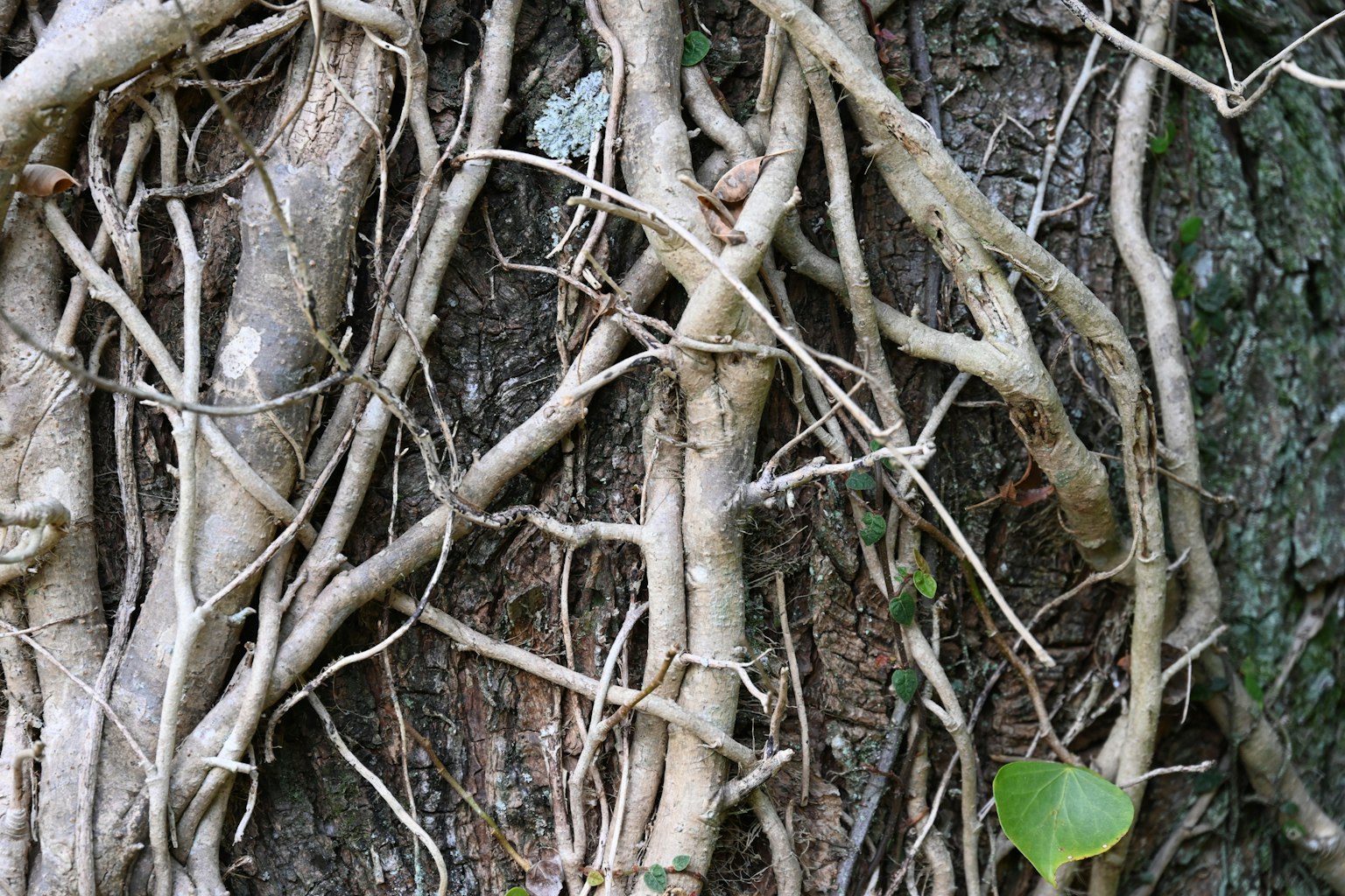 Gambar detail akar yang melilit batang pohon