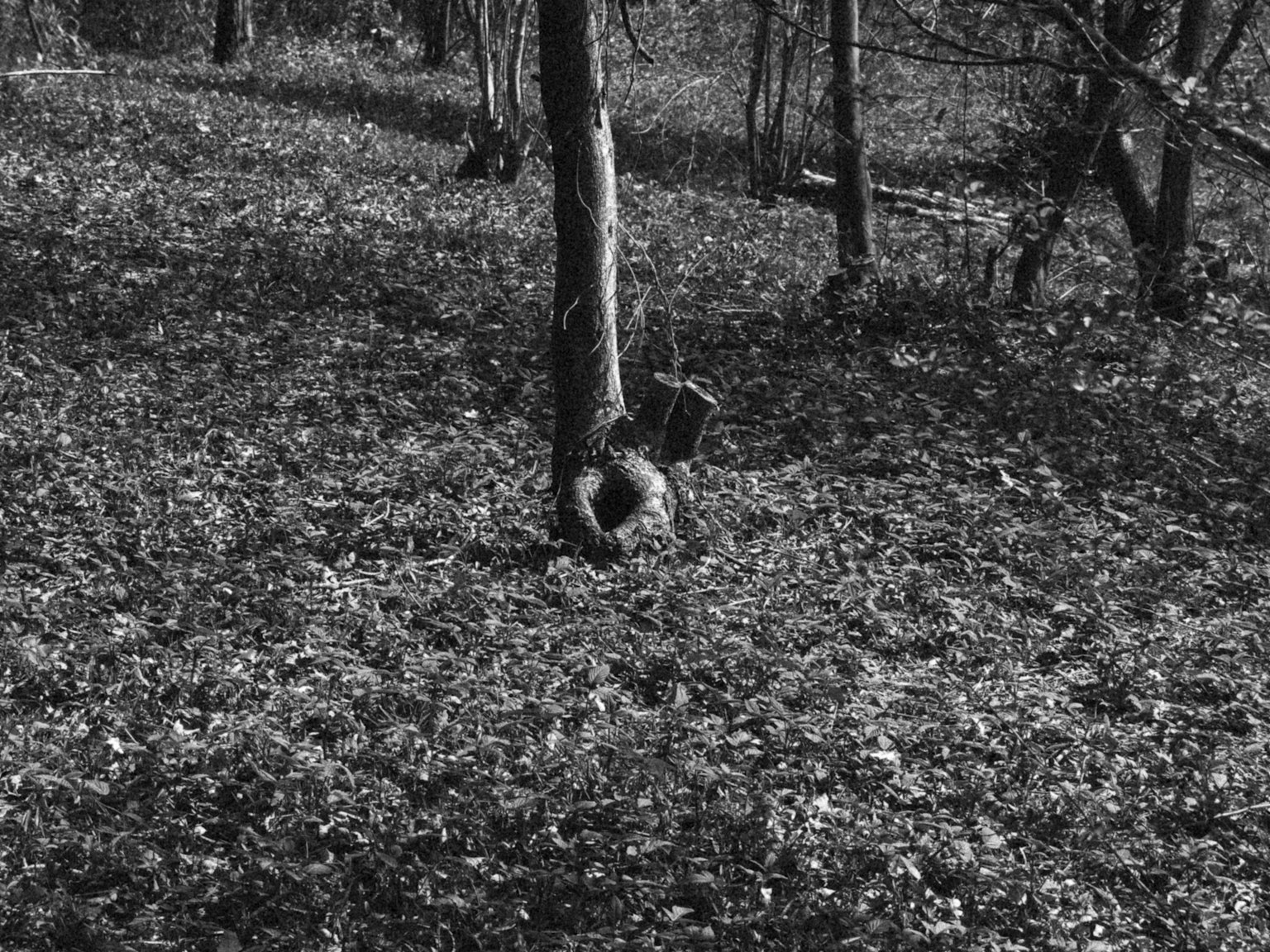 Un columpio de neumático colgado de un árbol rodeado de hojas caídas
