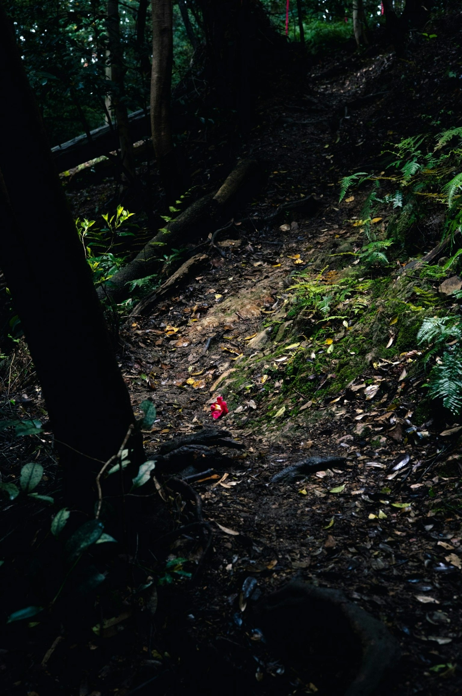 Un sentiero stretto in una foresta buia con un singolo fiore rosso