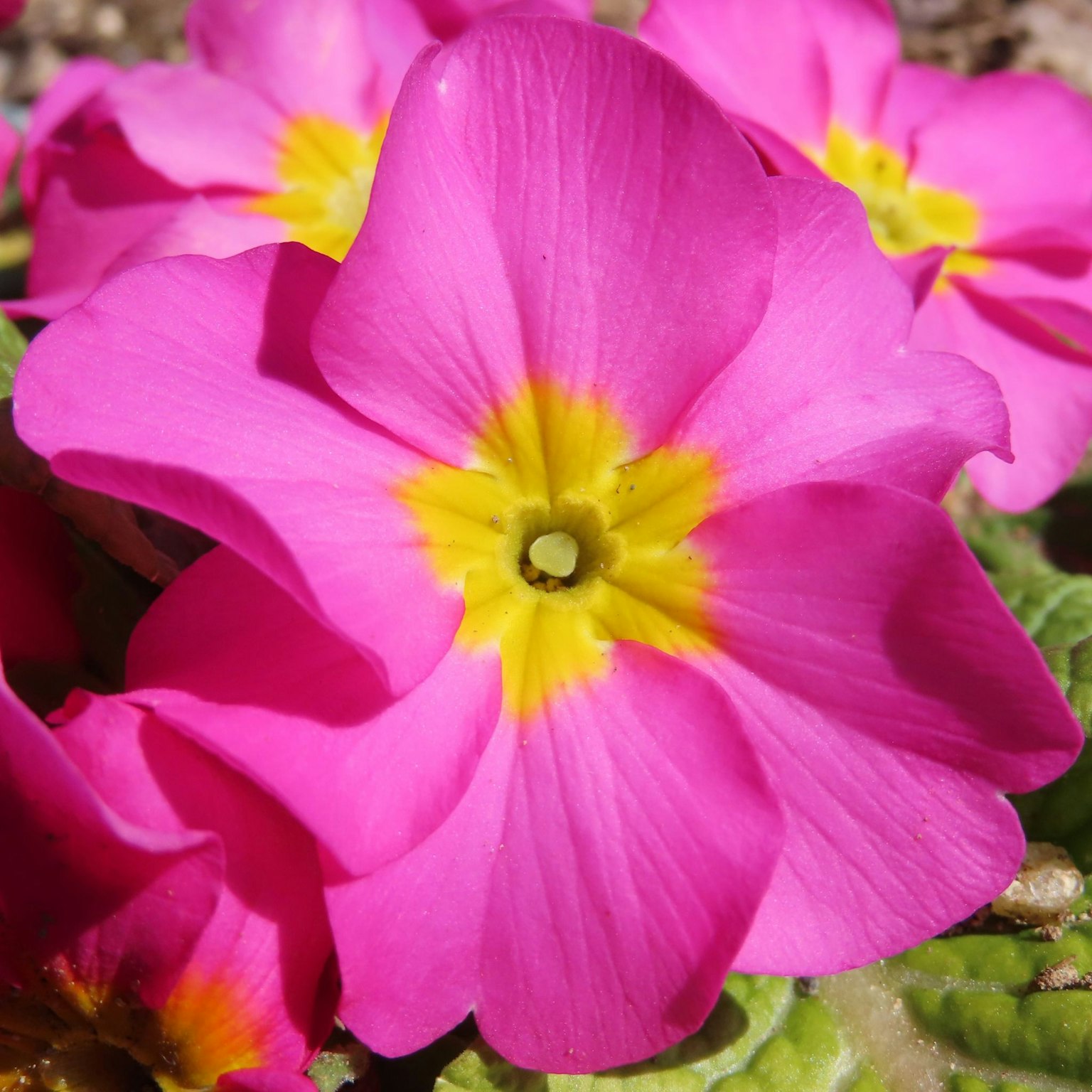 ภาพใกล้ของดอกไม้สีชมพูสดใสที่มีจุดศูนย์กลางสีเหลือง