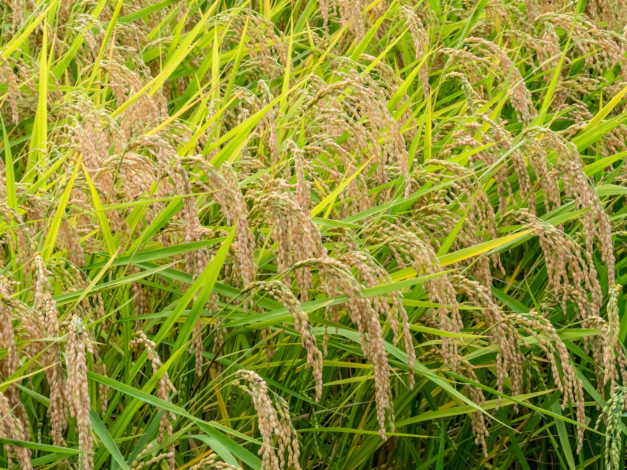 稲穂が実った田んぼの草むら