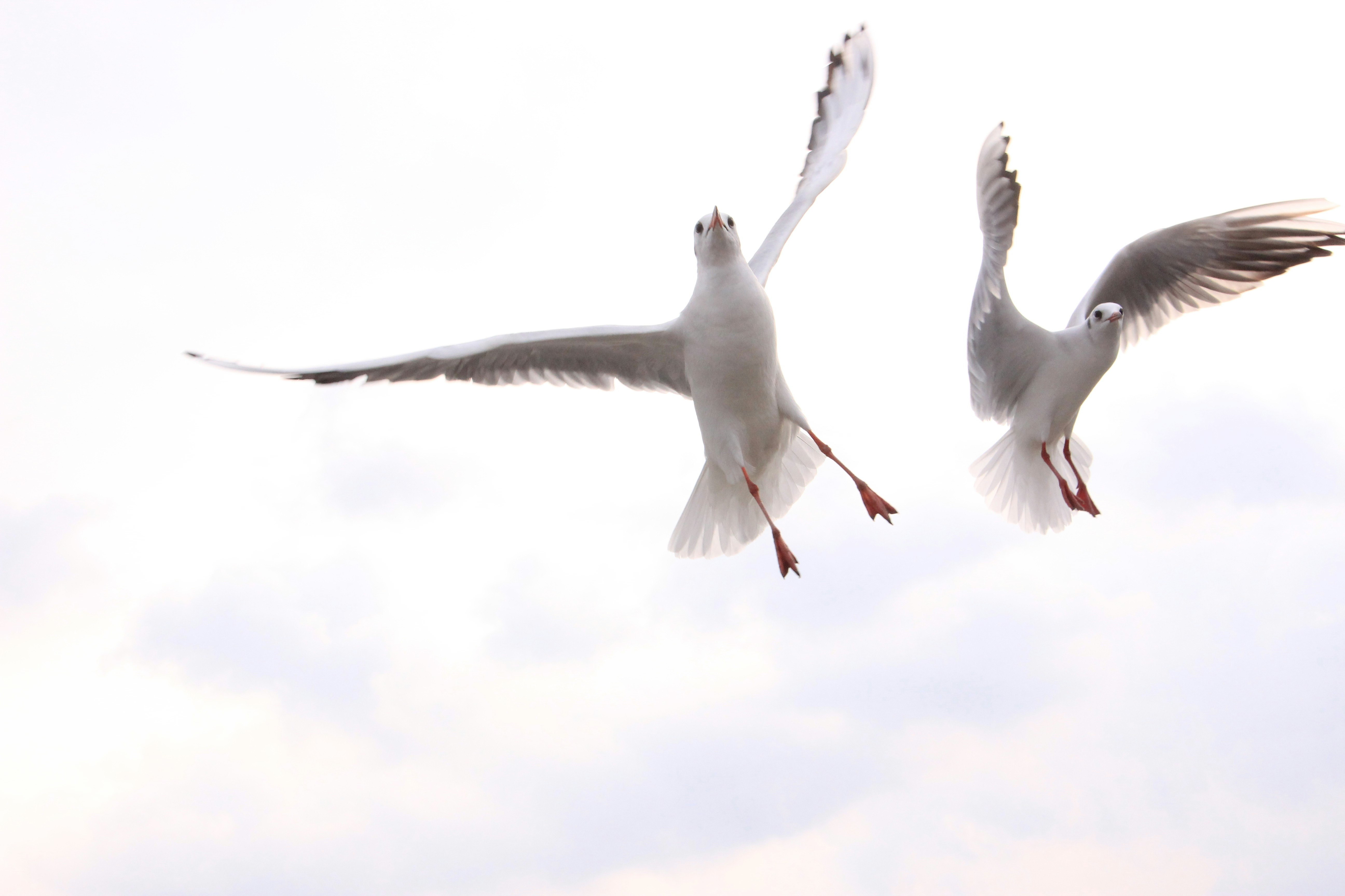 二羽のカモメが空中で飛び交う様子
