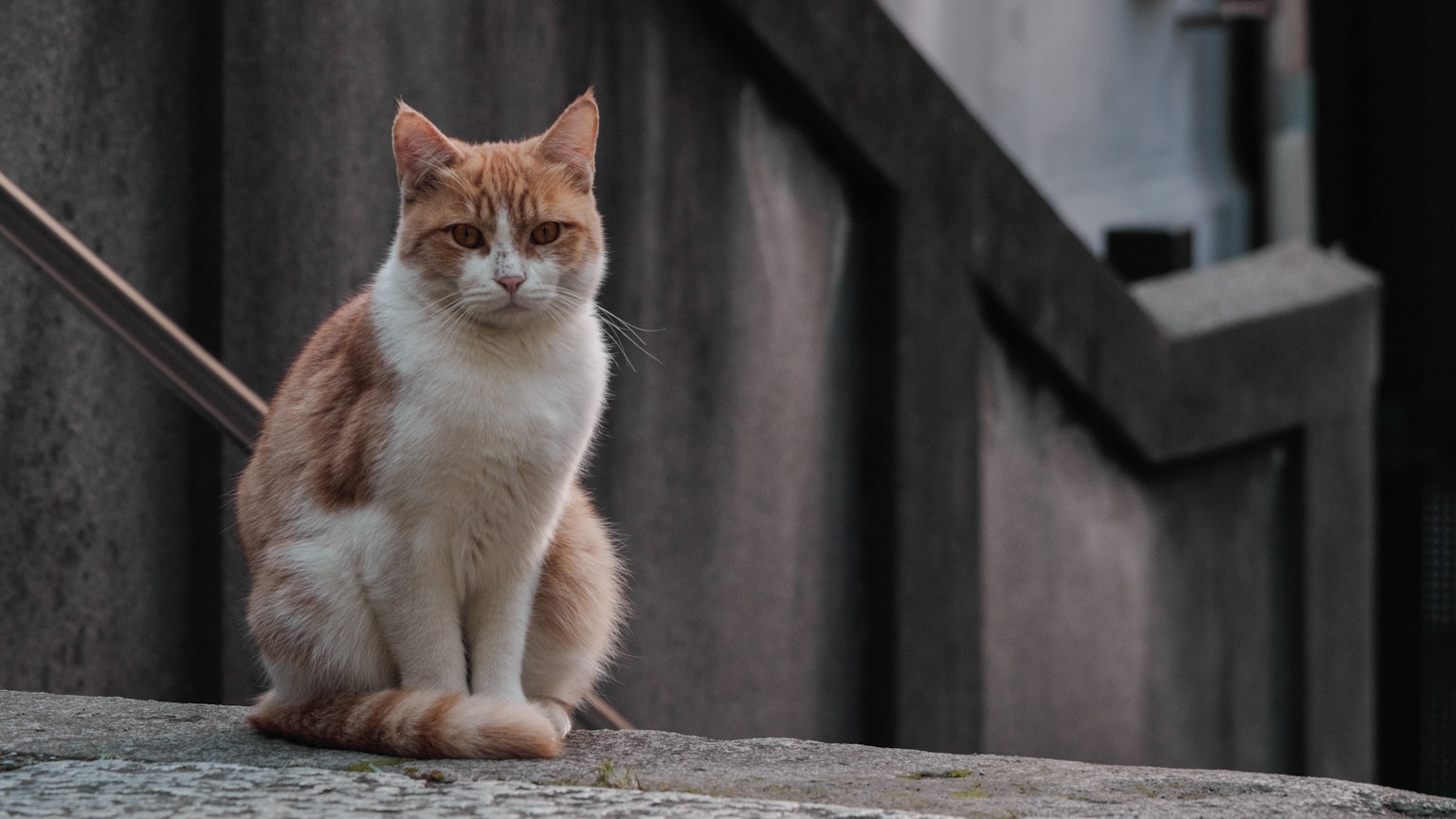 Un gatto marrone e bianco seduto su cemento