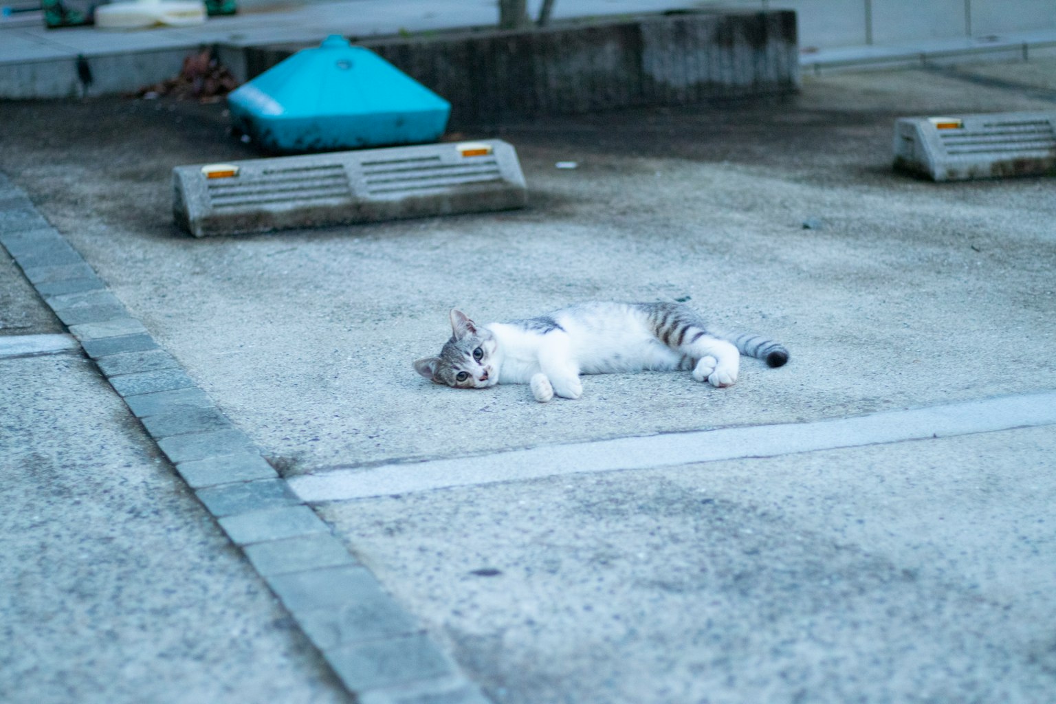 Un gato blanco y gris acostado en un estacionamiento