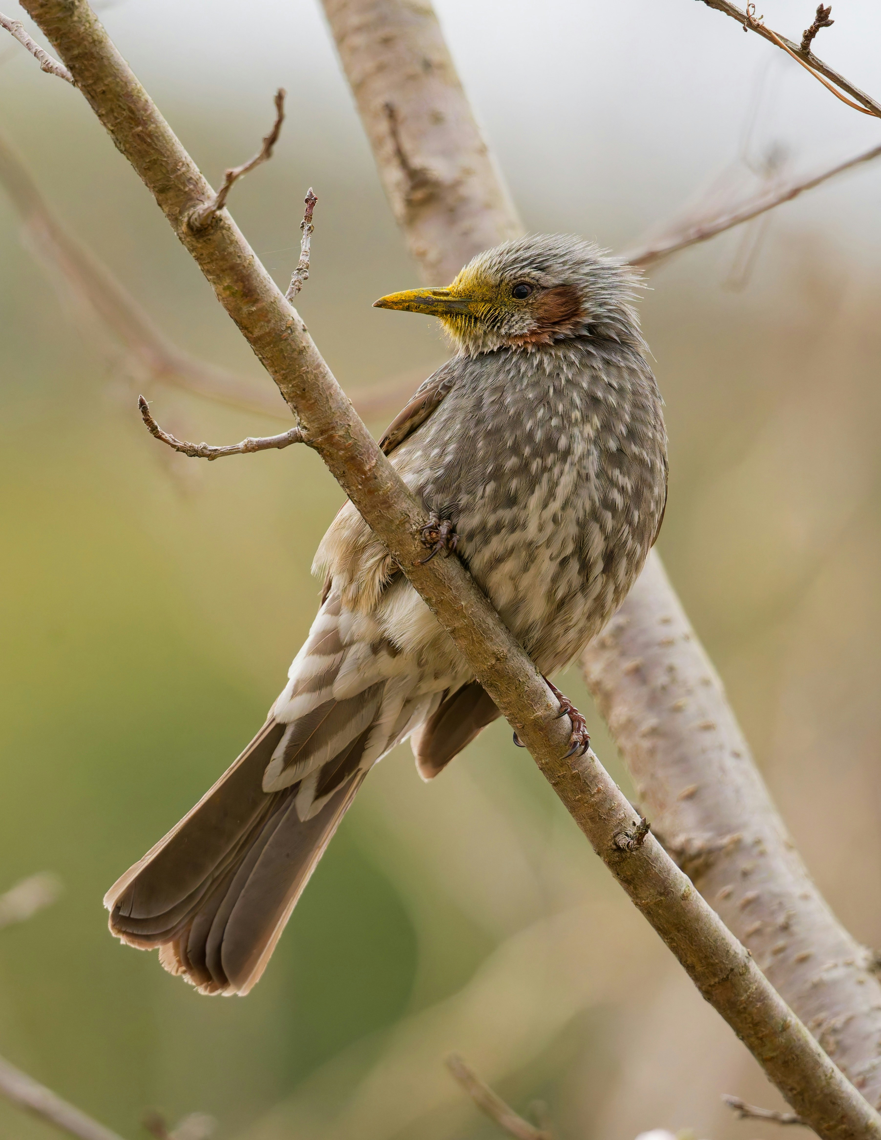 枝にとまるヒヨドリの野鳥