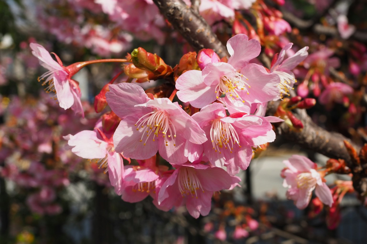 Hermosas flores de cerezo floreciendo en una rama