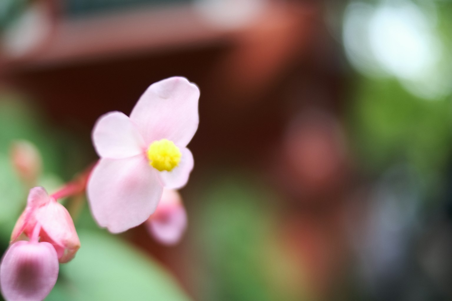 Close-up of a pink flower with a yellow center