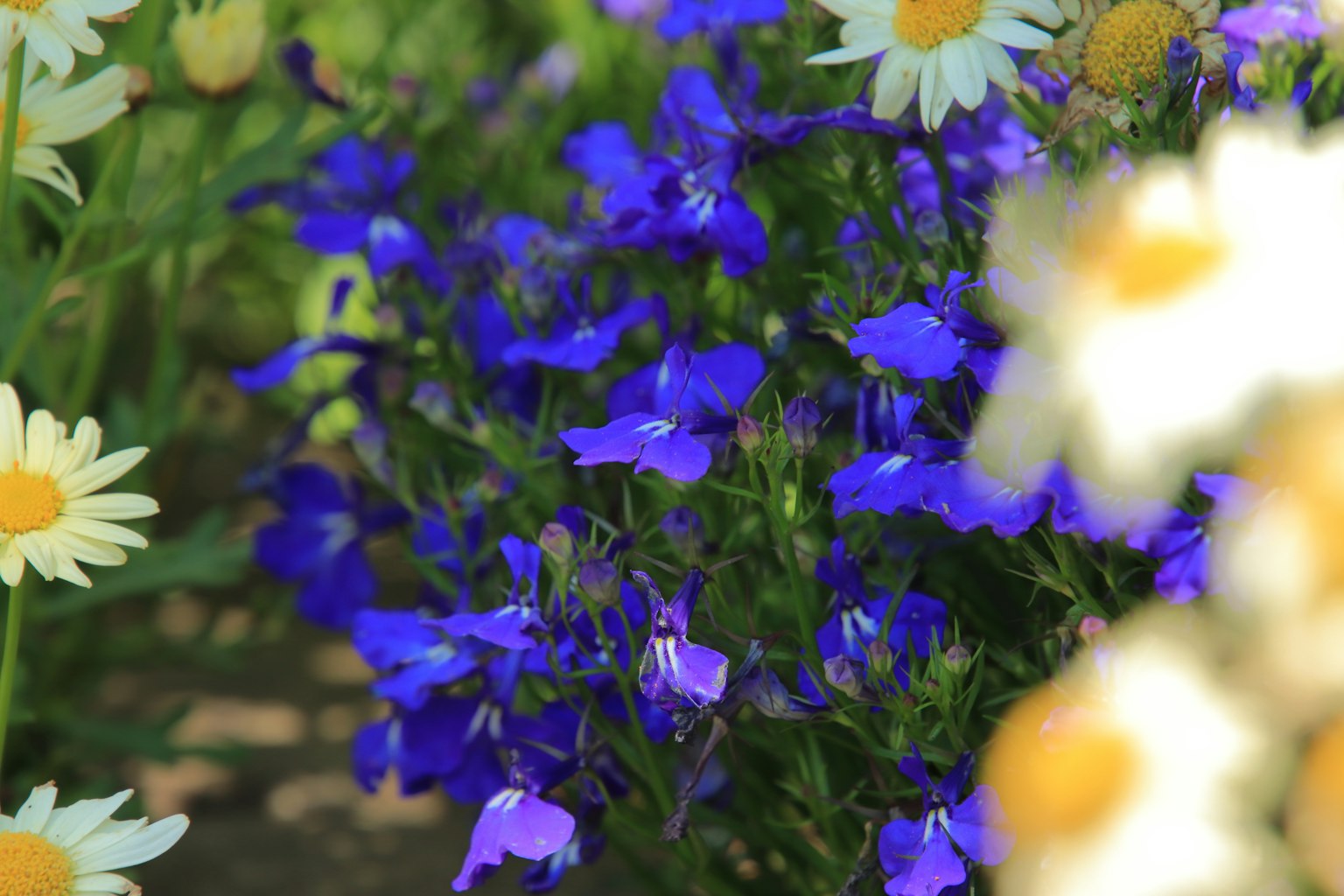 Un gruppo di fiori blu vivaci tra margherite bianche