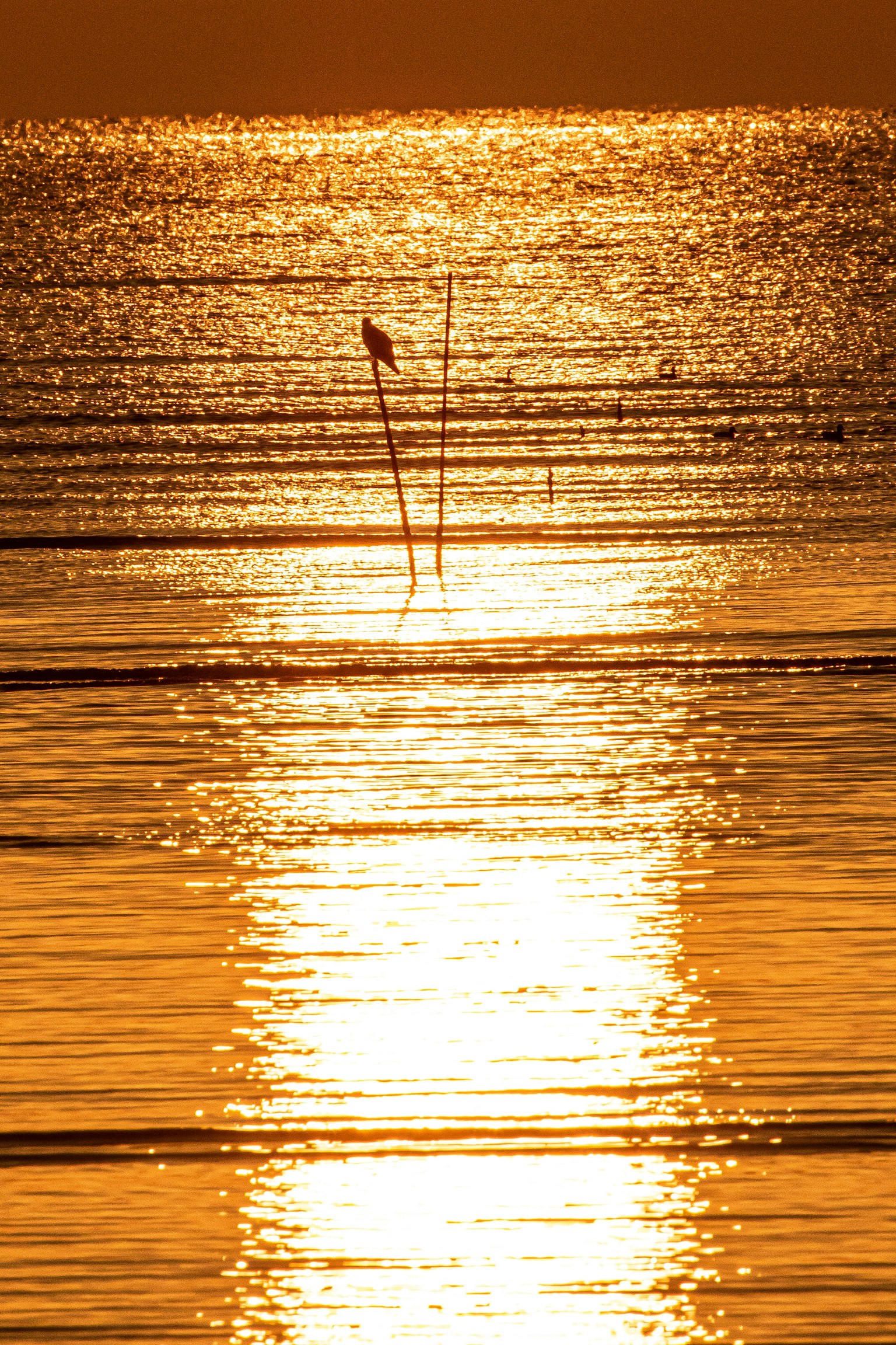 Goldenes Meer, das den Sonnenuntergang mit silhouettierter Vogel reflektiert