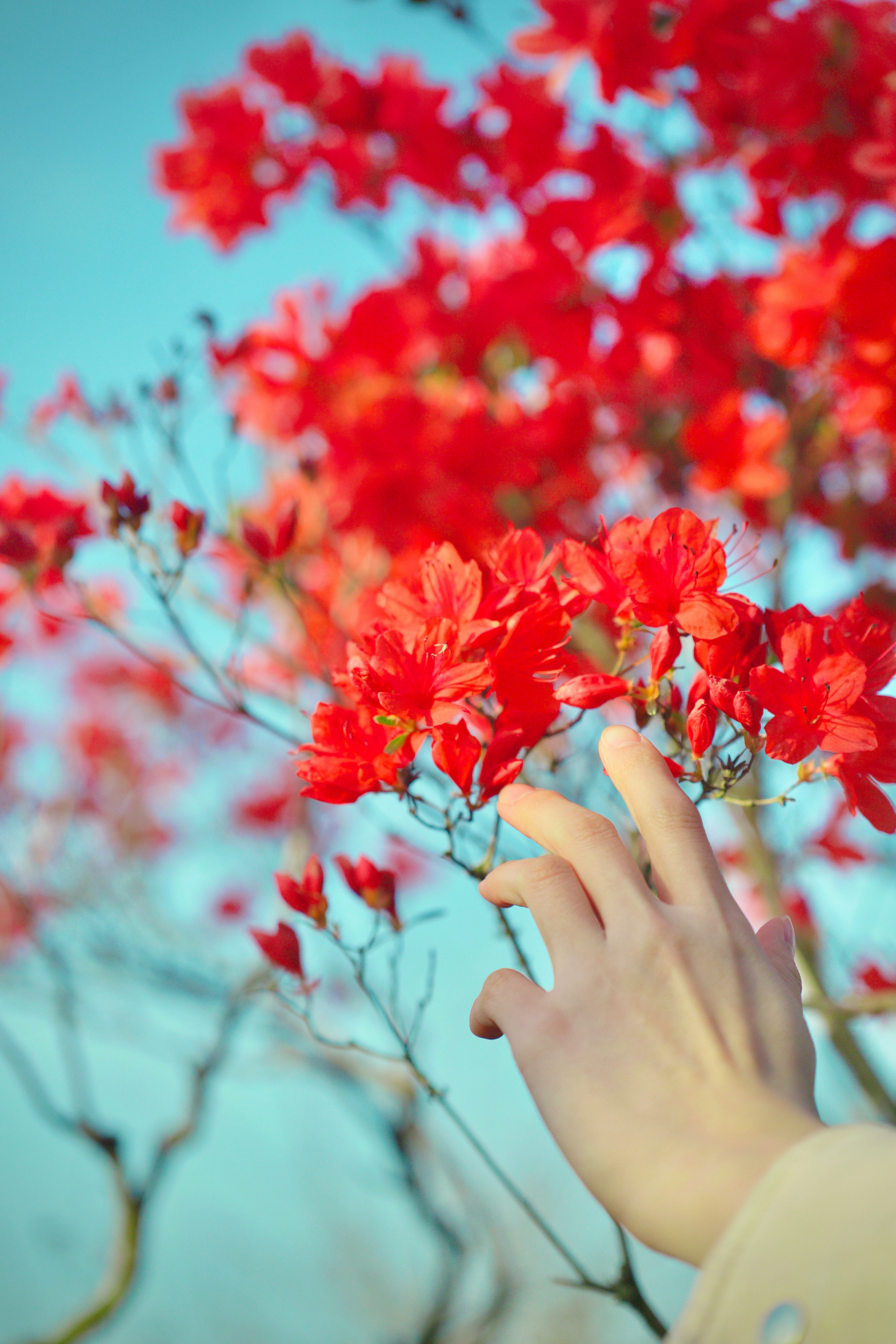 ヤマツツジの花と手を伸ばす人物