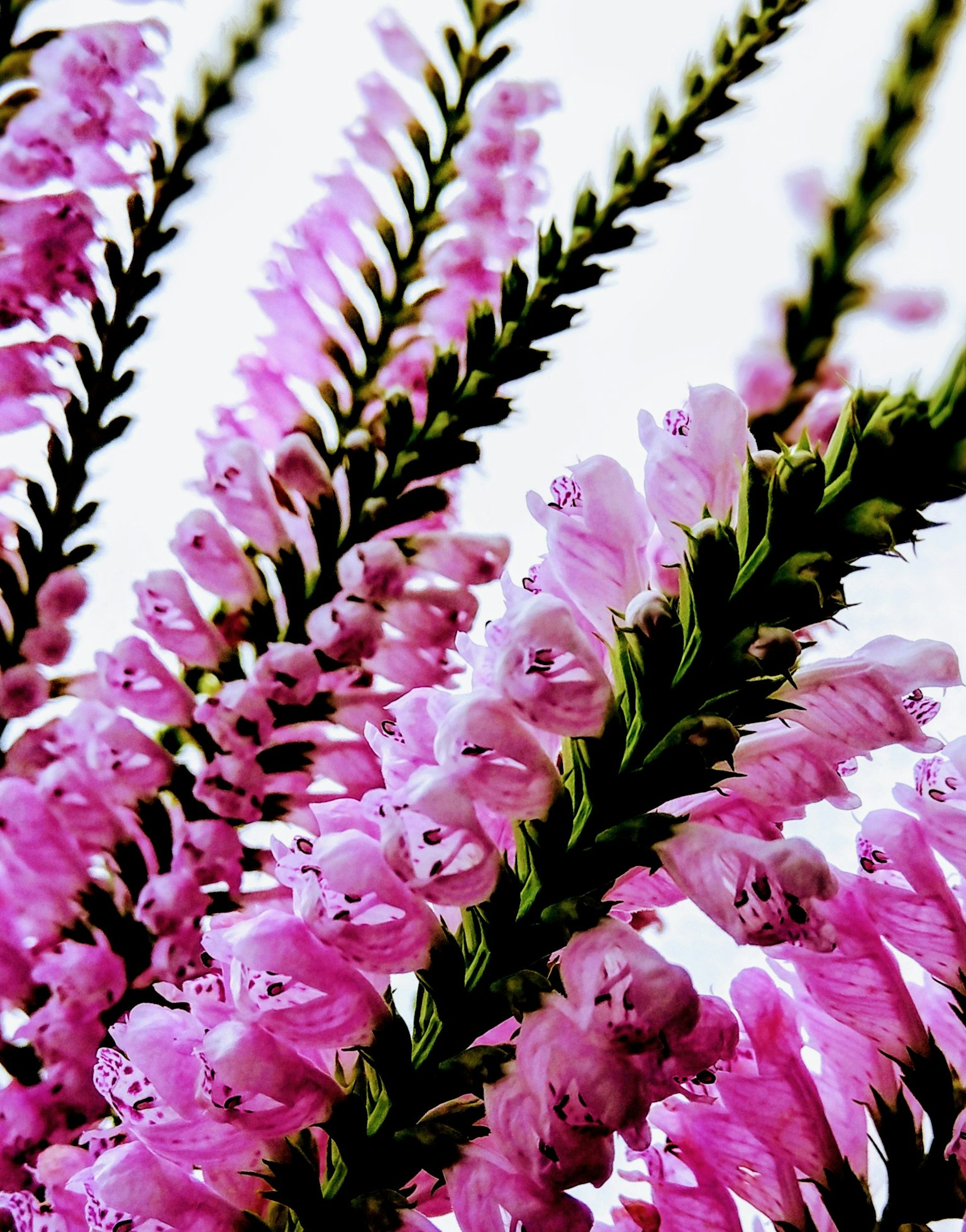 Close-up tanaman dengan bunga pink cerah