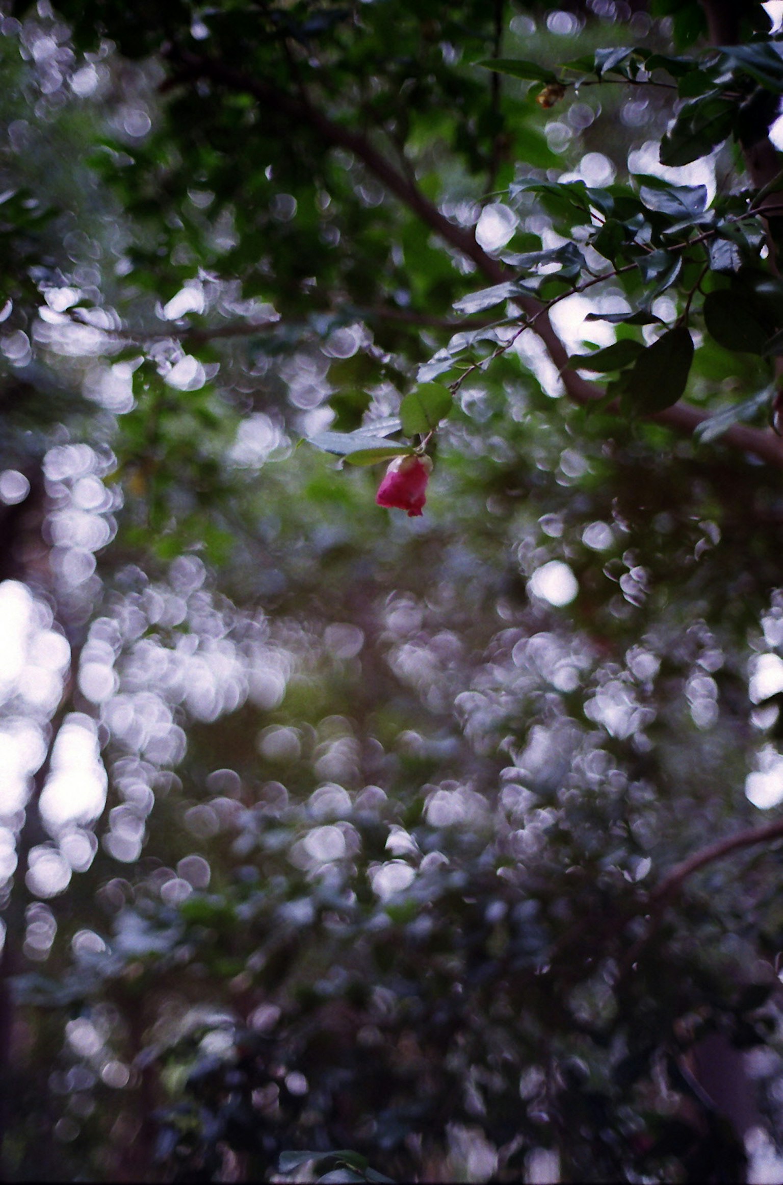 Red flower visible among green leaves with a blurred background