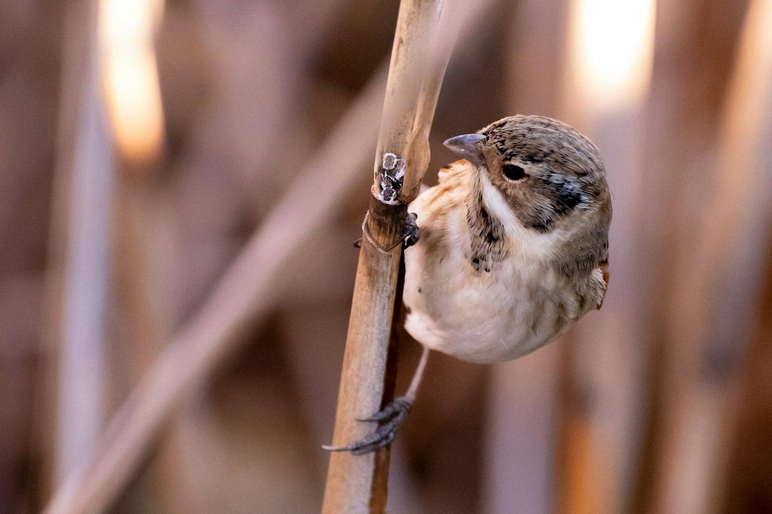 A small bird perched on a reed stalk