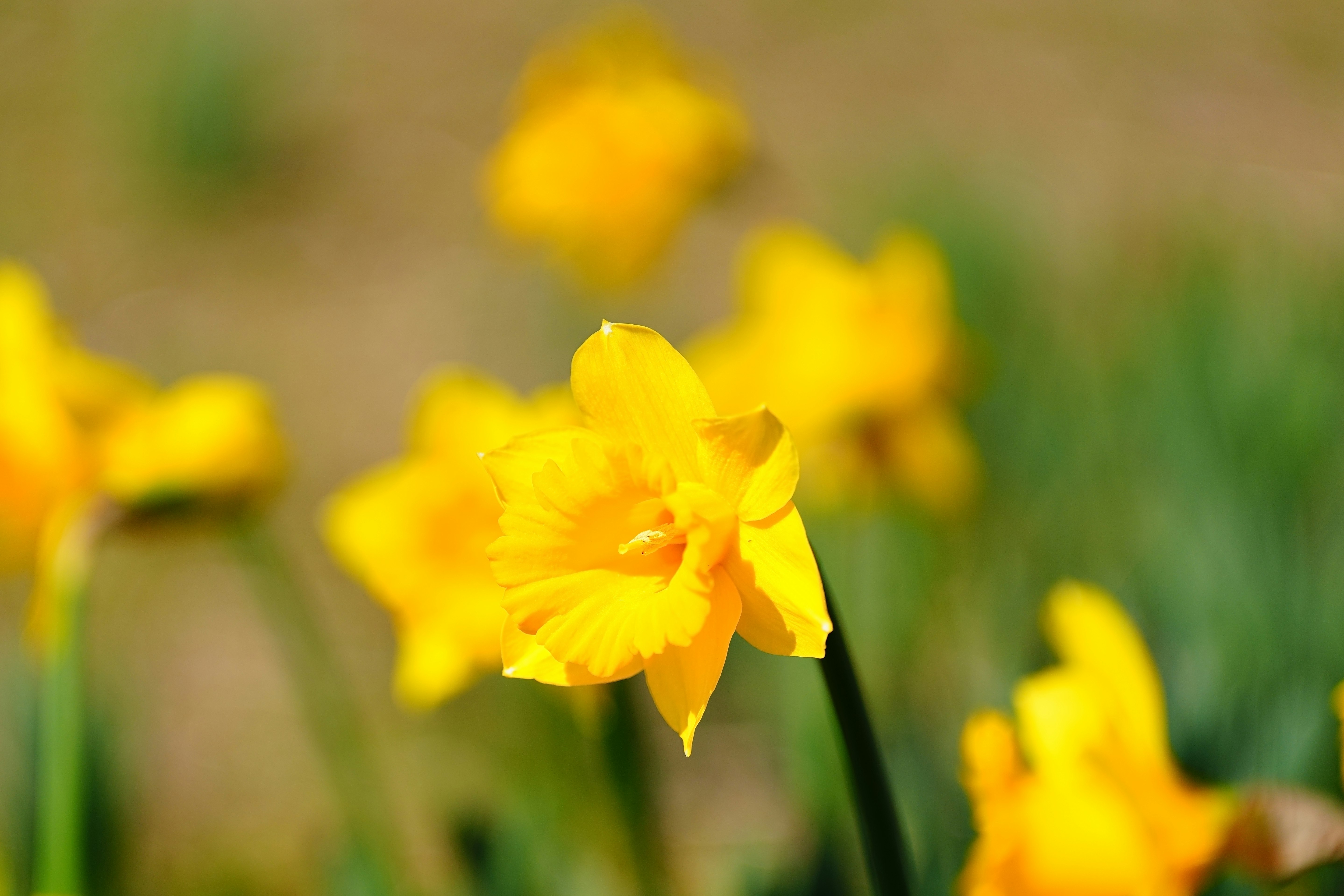 春の光を受ける黄色い水仙の一輪、背景を大きくぼかした花の存在感