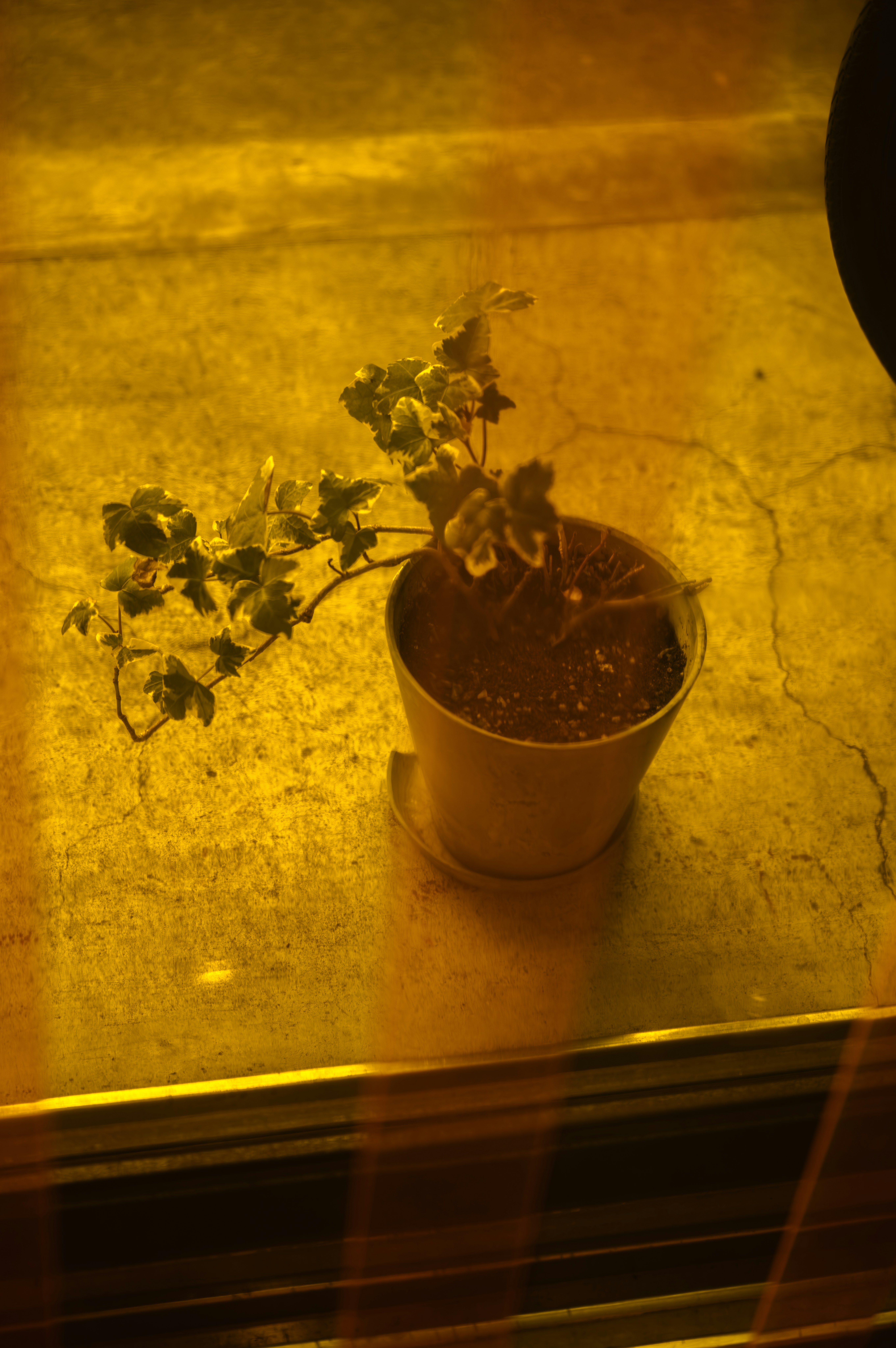 small potted flowers in front of a yellow wall