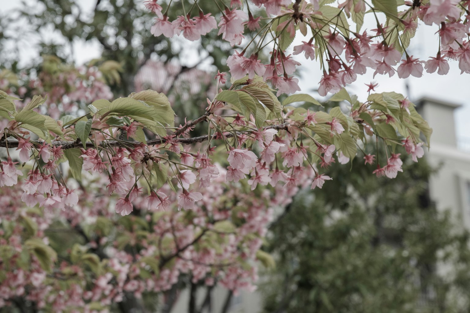 Primo piano di rami di ciliegio in fiore con delicate fiori rosa e foglie verdi