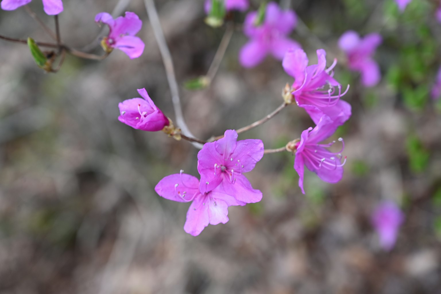 Primo piano di fiori viola che fioriscono su un ramo