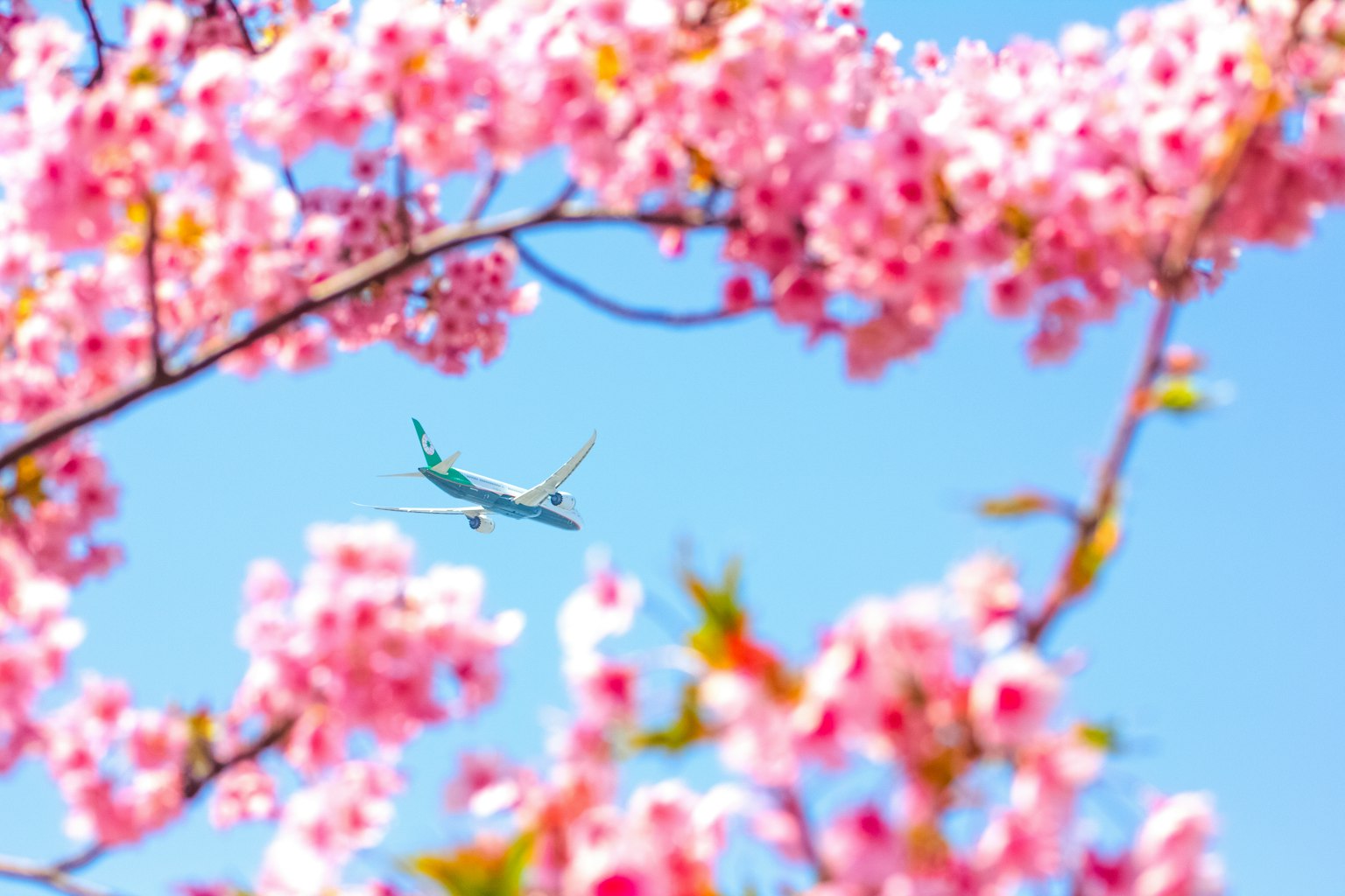 Aereo che vola tra i fiori di ciliegio e il cielo blu