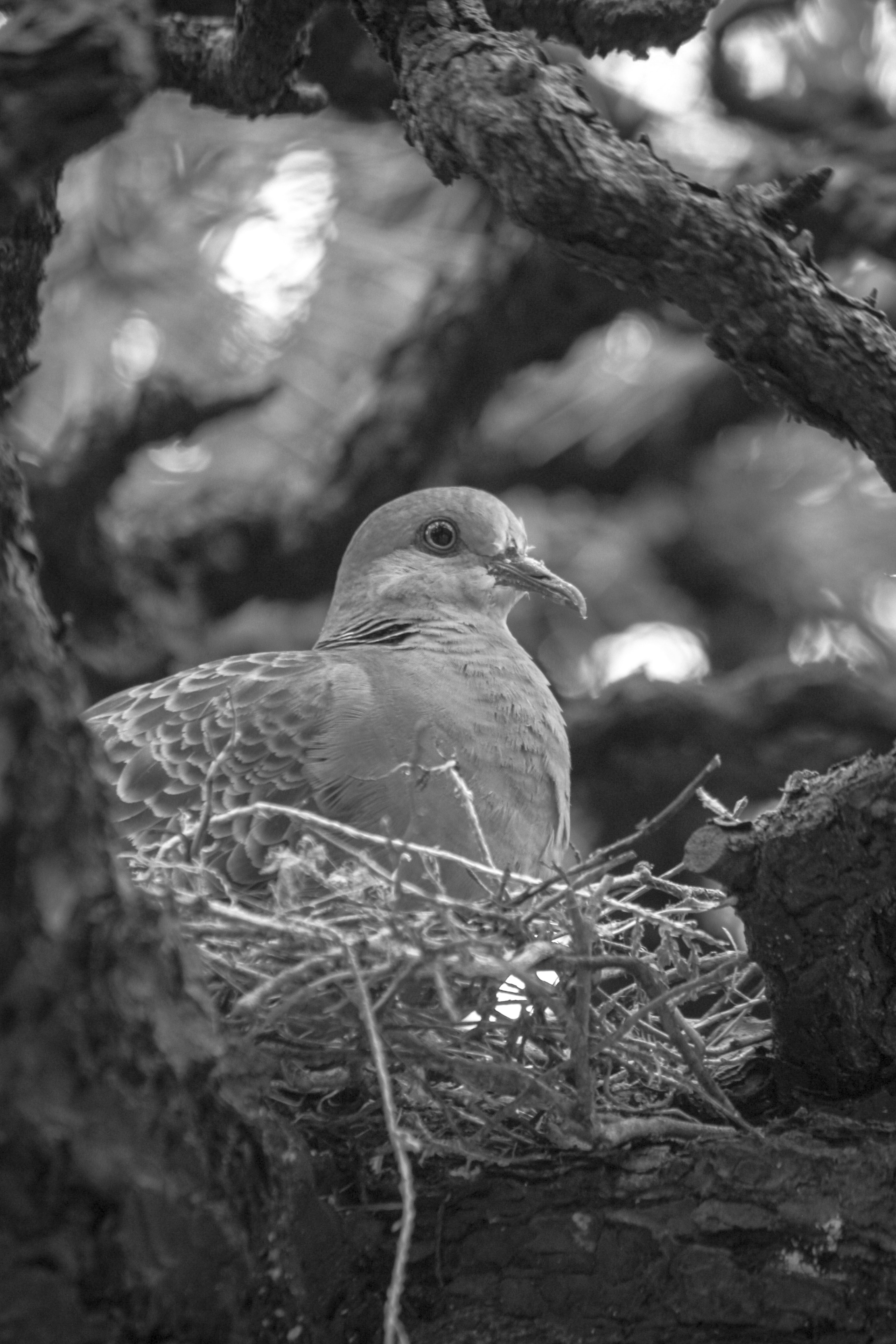 木の枝の巣で見つめる鳥