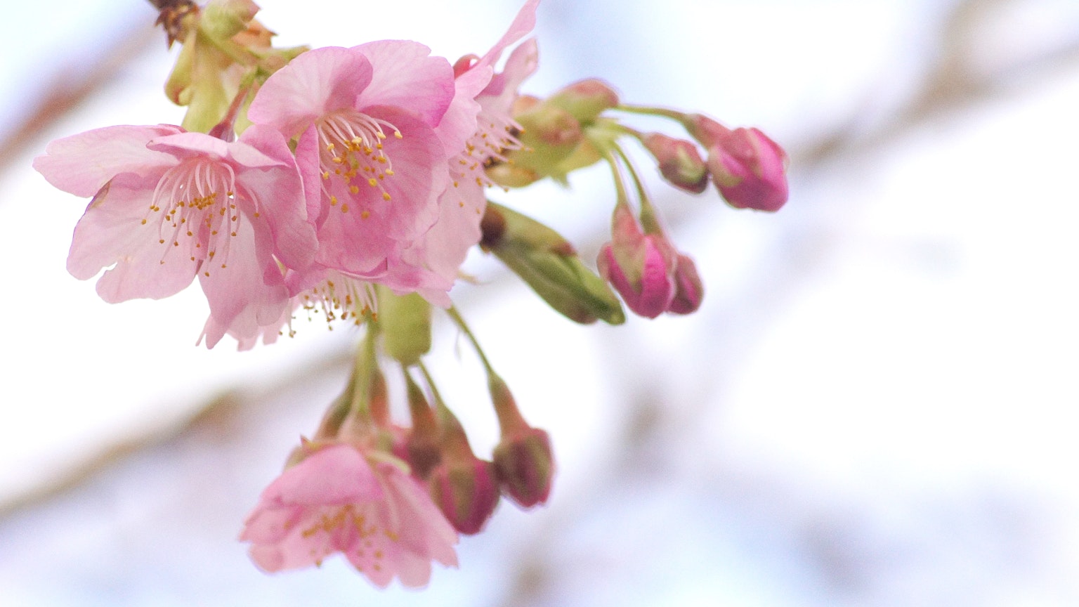 粉红色樱花和花蕾盛开