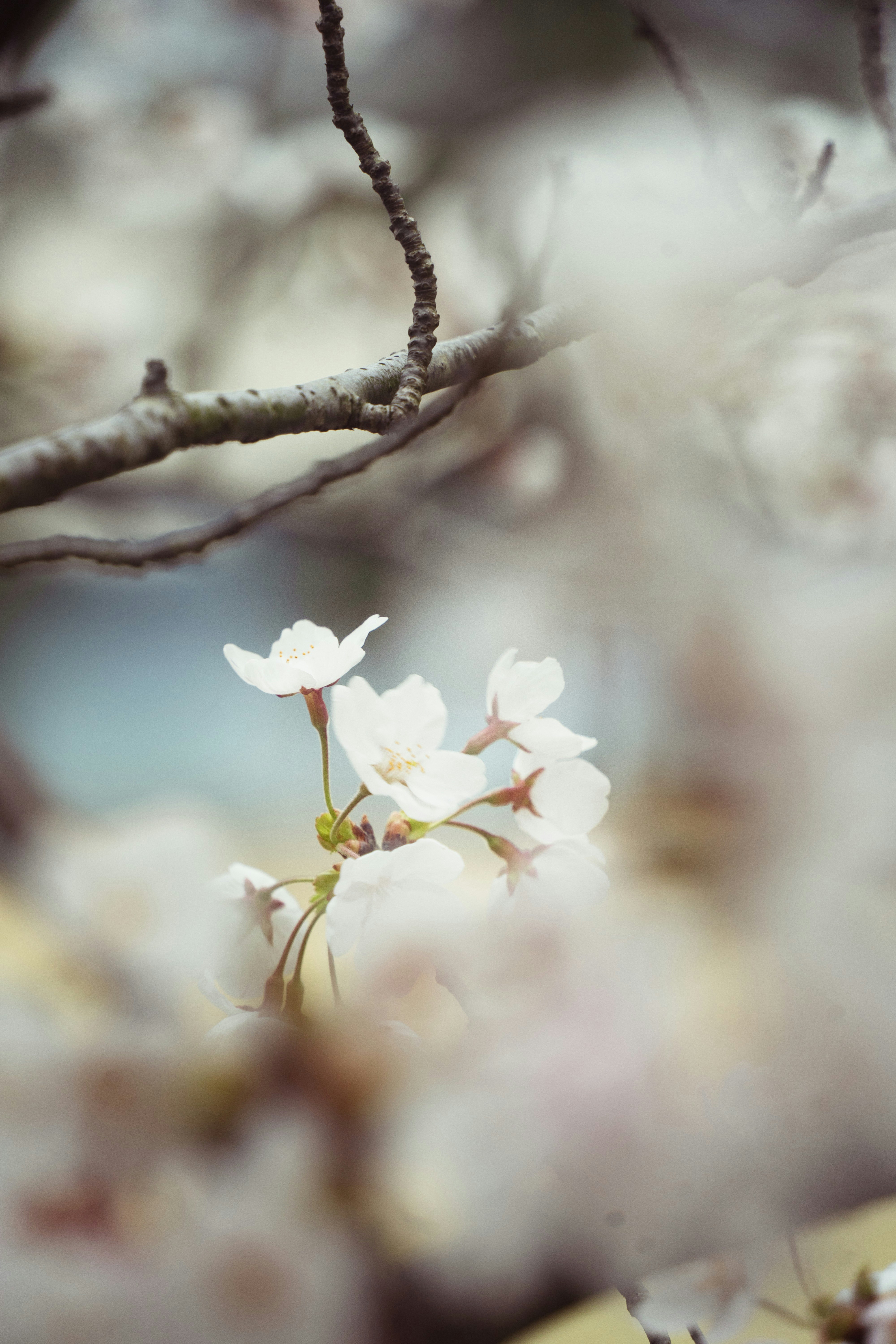 桜の花が枝に咲く春のぼけた背景