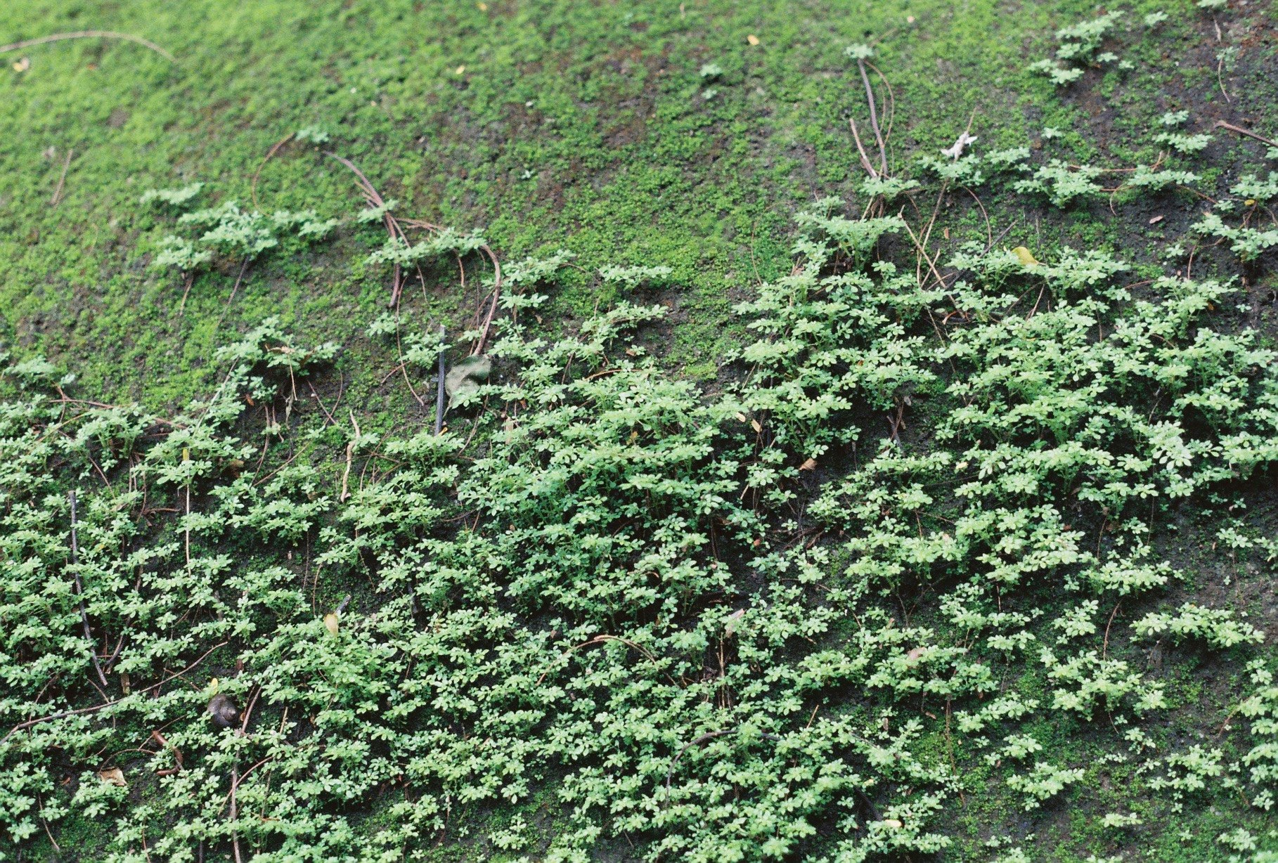 pente verdoyante couverte d’arbustes et de plantes au sol