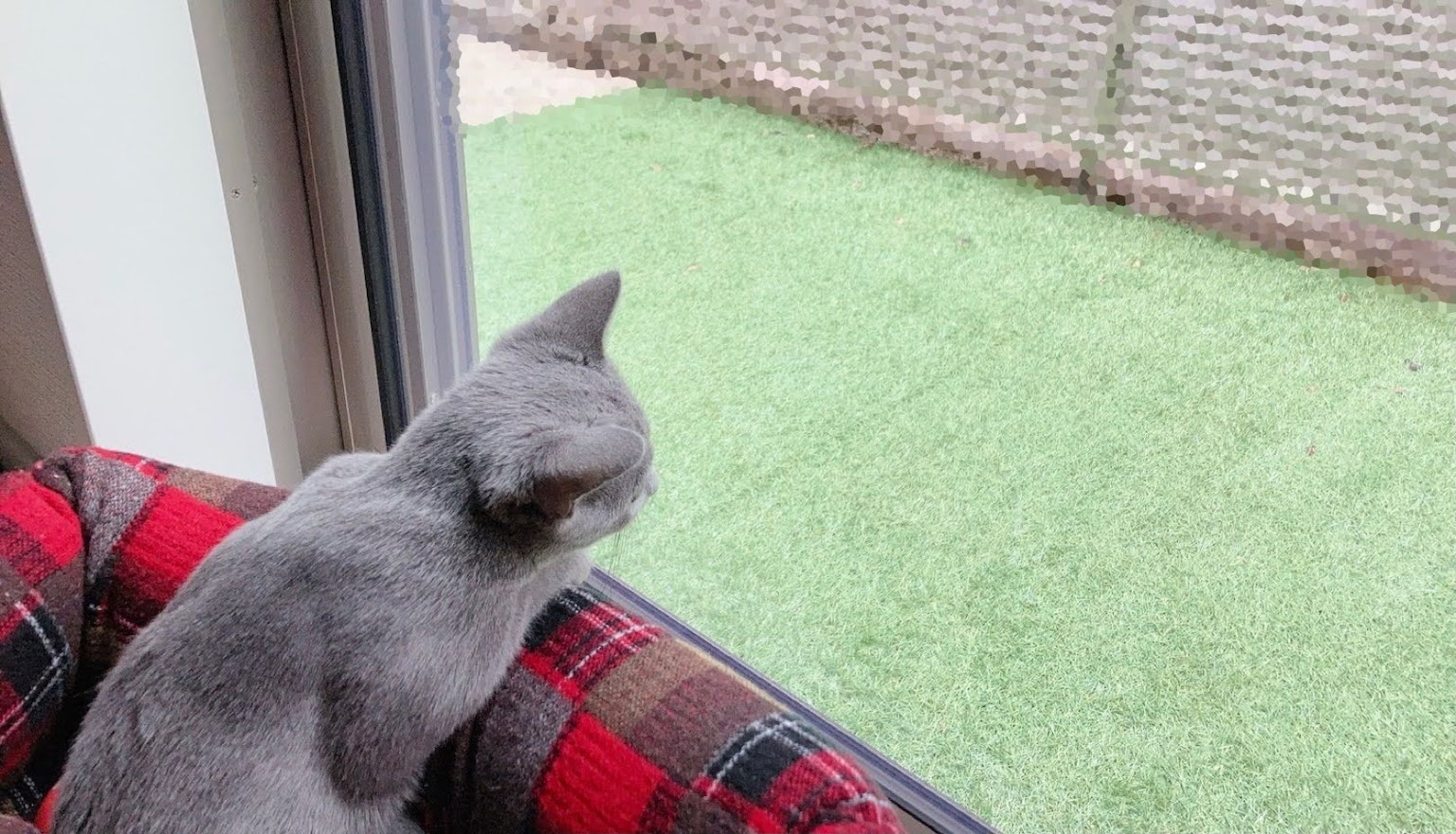 Gray cat sitting by the window looking outside