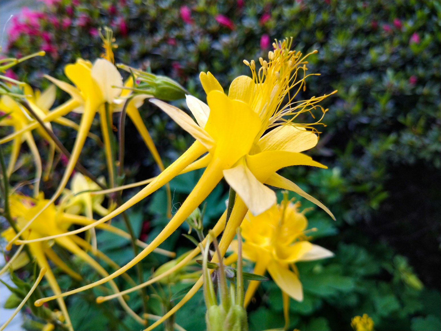 Fleurs jaunes vives avec de longs pétales et feuillage vert dans un jardin