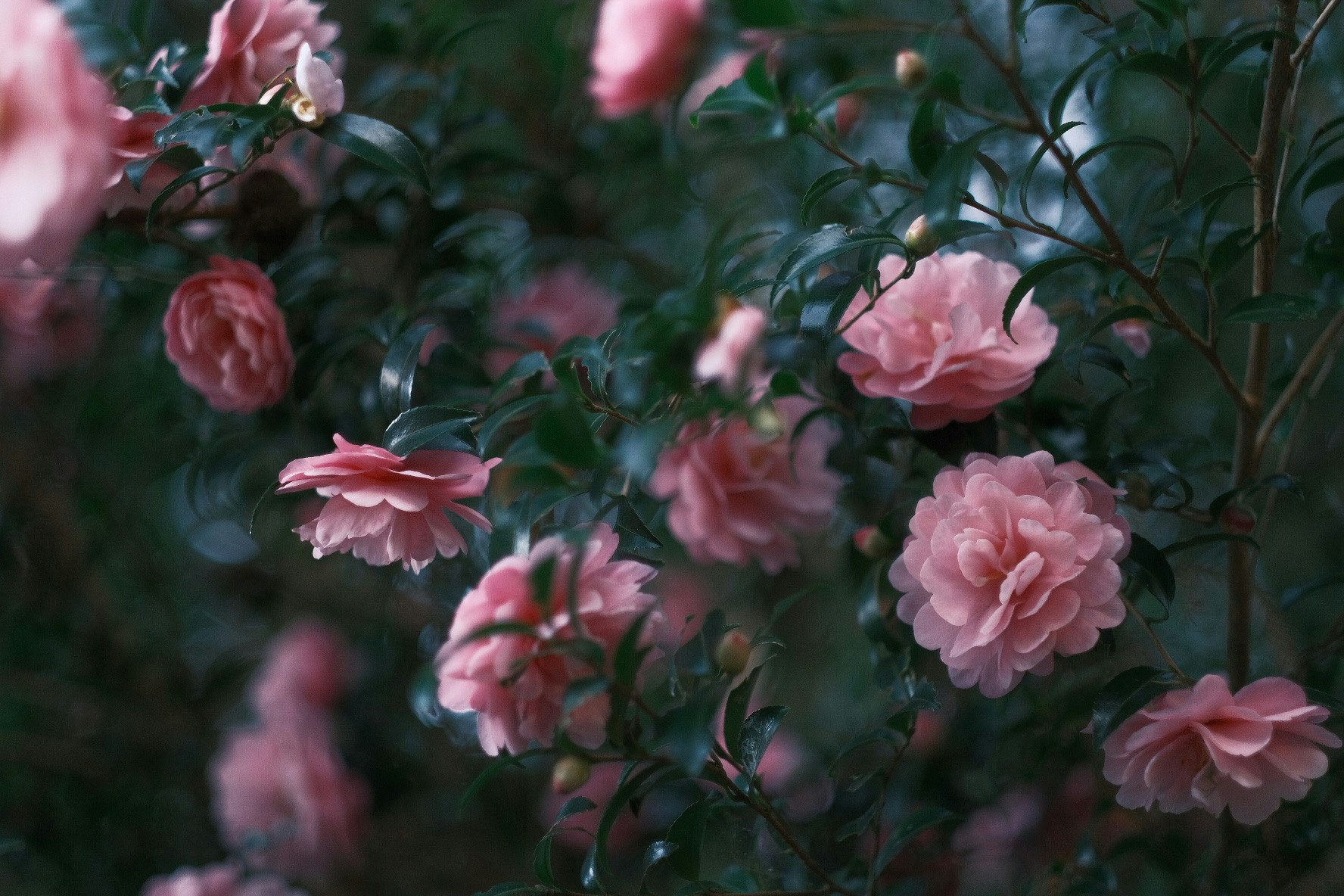 バラの花が咲く庭の枝と葉のクローズアップ