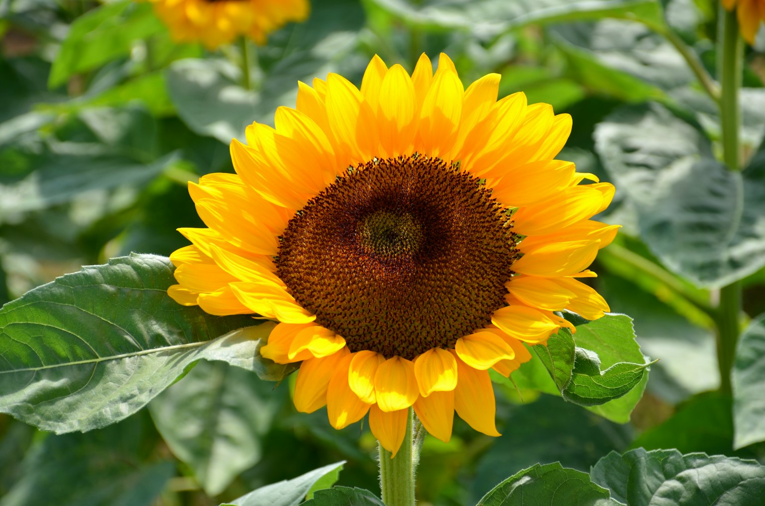 Un tournesol vibrant en pleine floraison