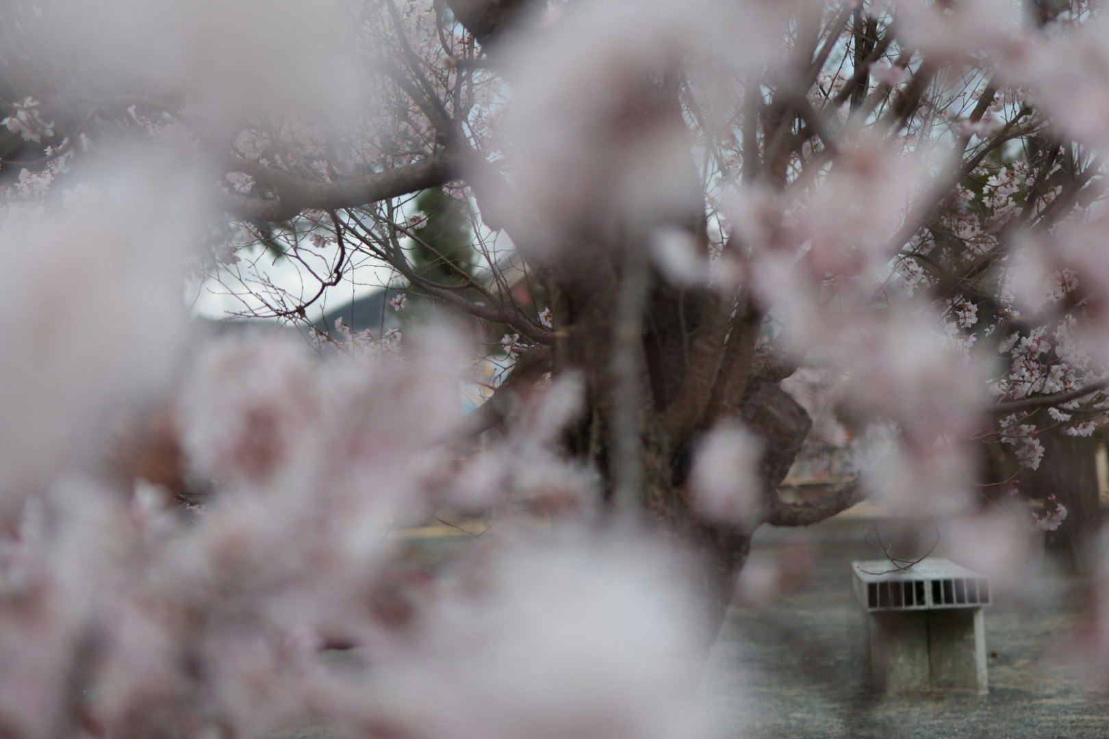 桜の花びらの間から見える木と石畳の小道