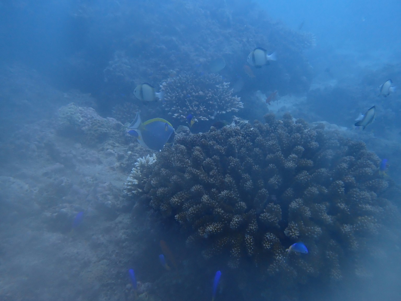 Unterwasserszene mit lebhaften Korallen und Fischen im blauen Ozean