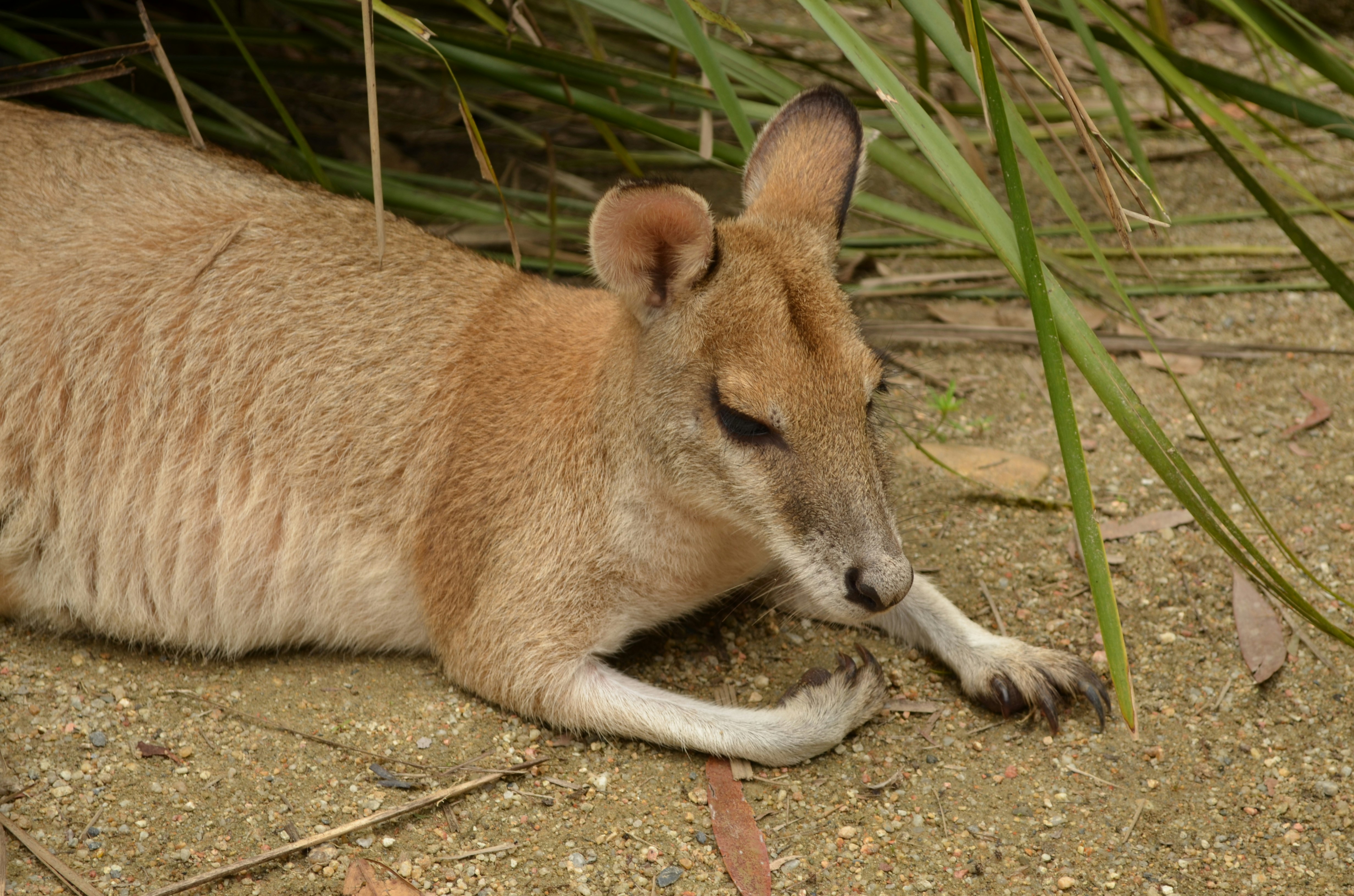 草むらのそばで横たわるカンガルーの子