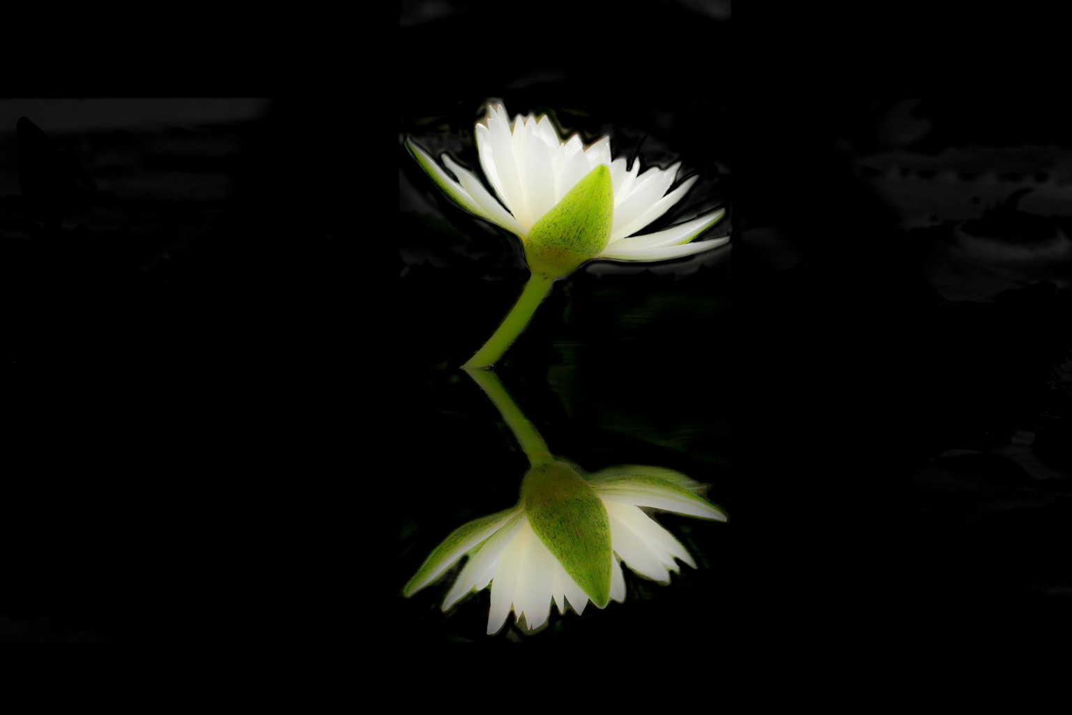 Weiße Blume mit grünem Stängel, reflektiert auf schwarzem Hintergrund