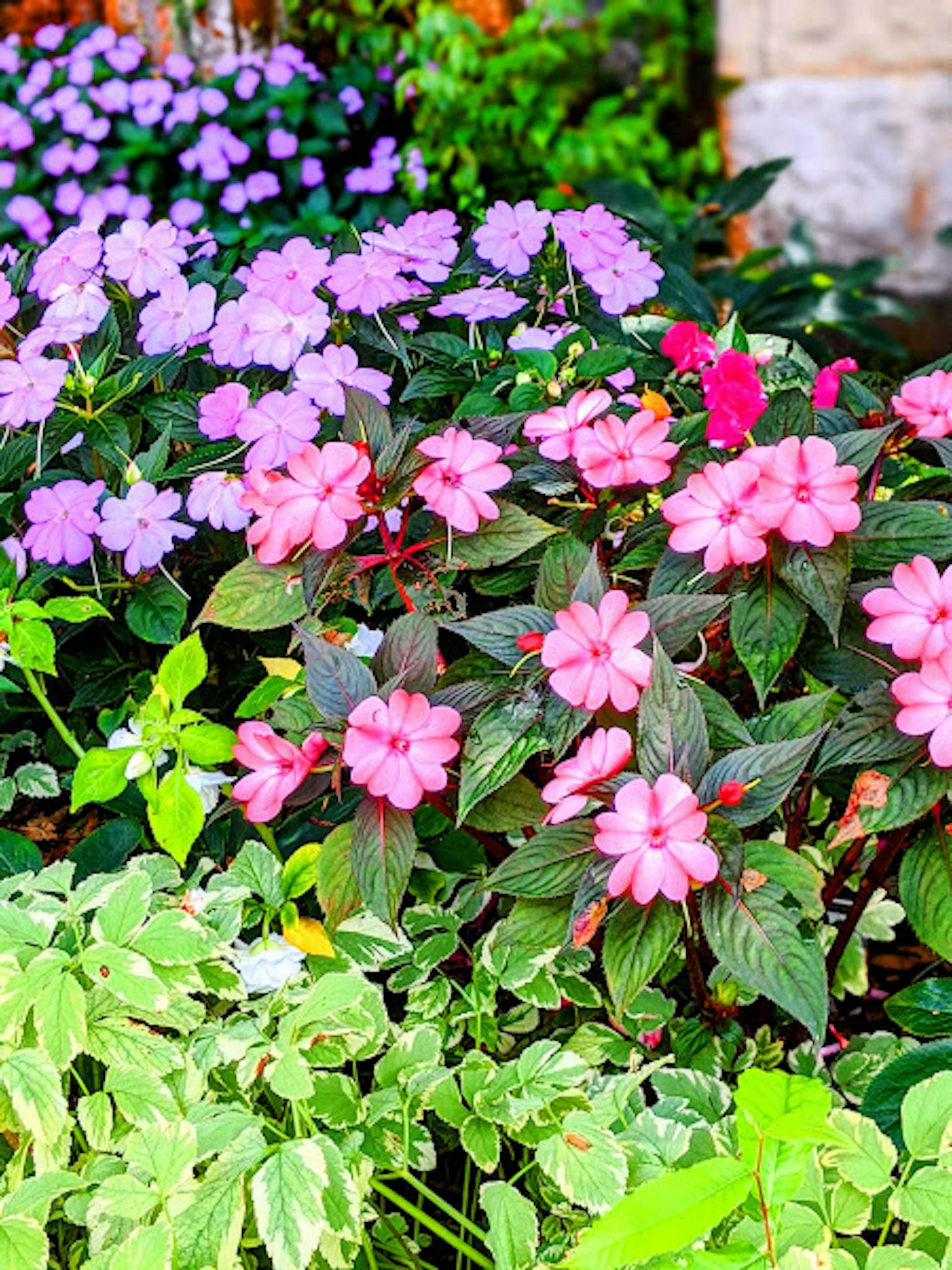 ทิวทัศน์สวนที่มีสีสันดอกไม้ประดับสีชมพูและสีม่วง