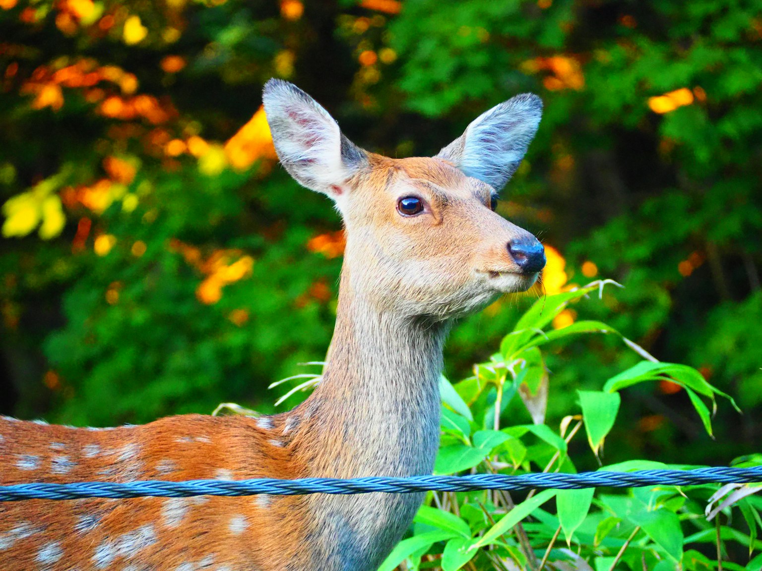 A young deer standing in a green background