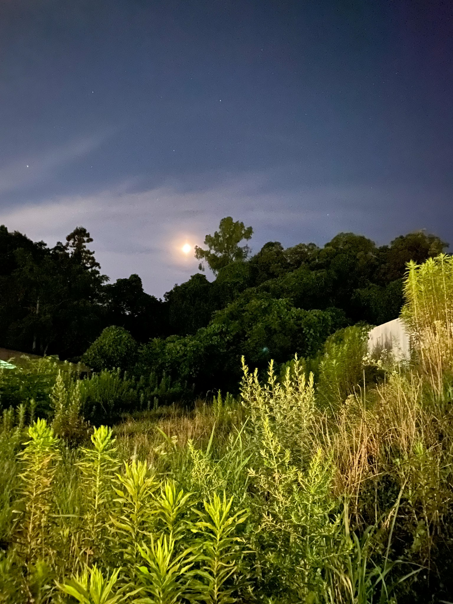 Pleine lune dans le ciel nocturne avec une verdure luxuriante autour