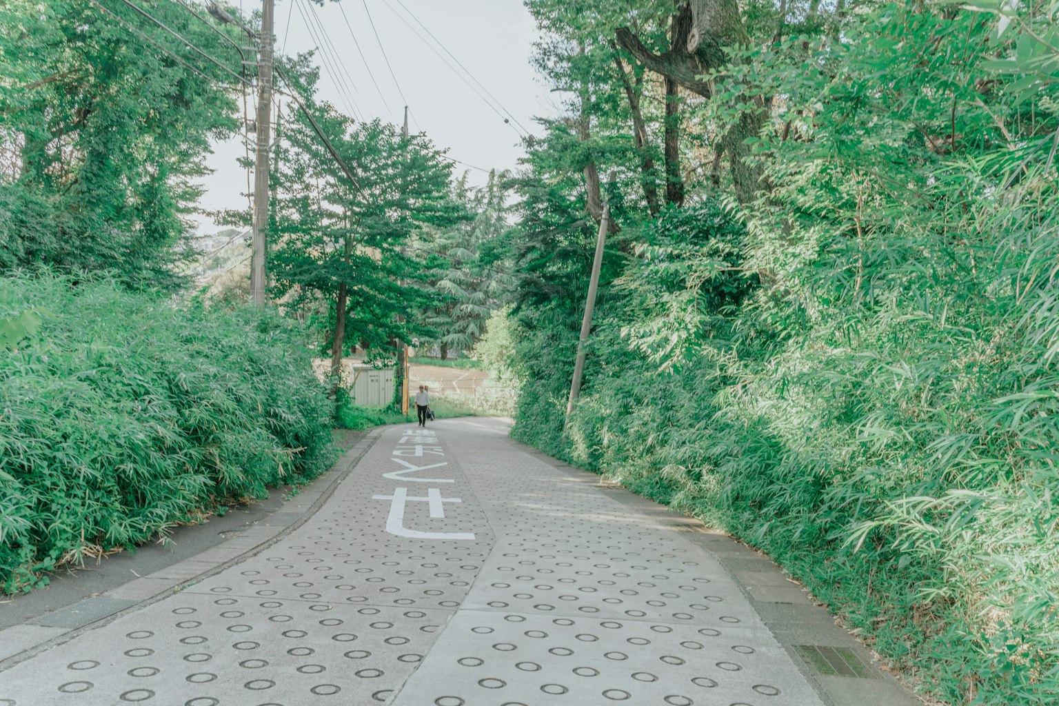 被绿树环绕的宁静小道和铺砌的道路
