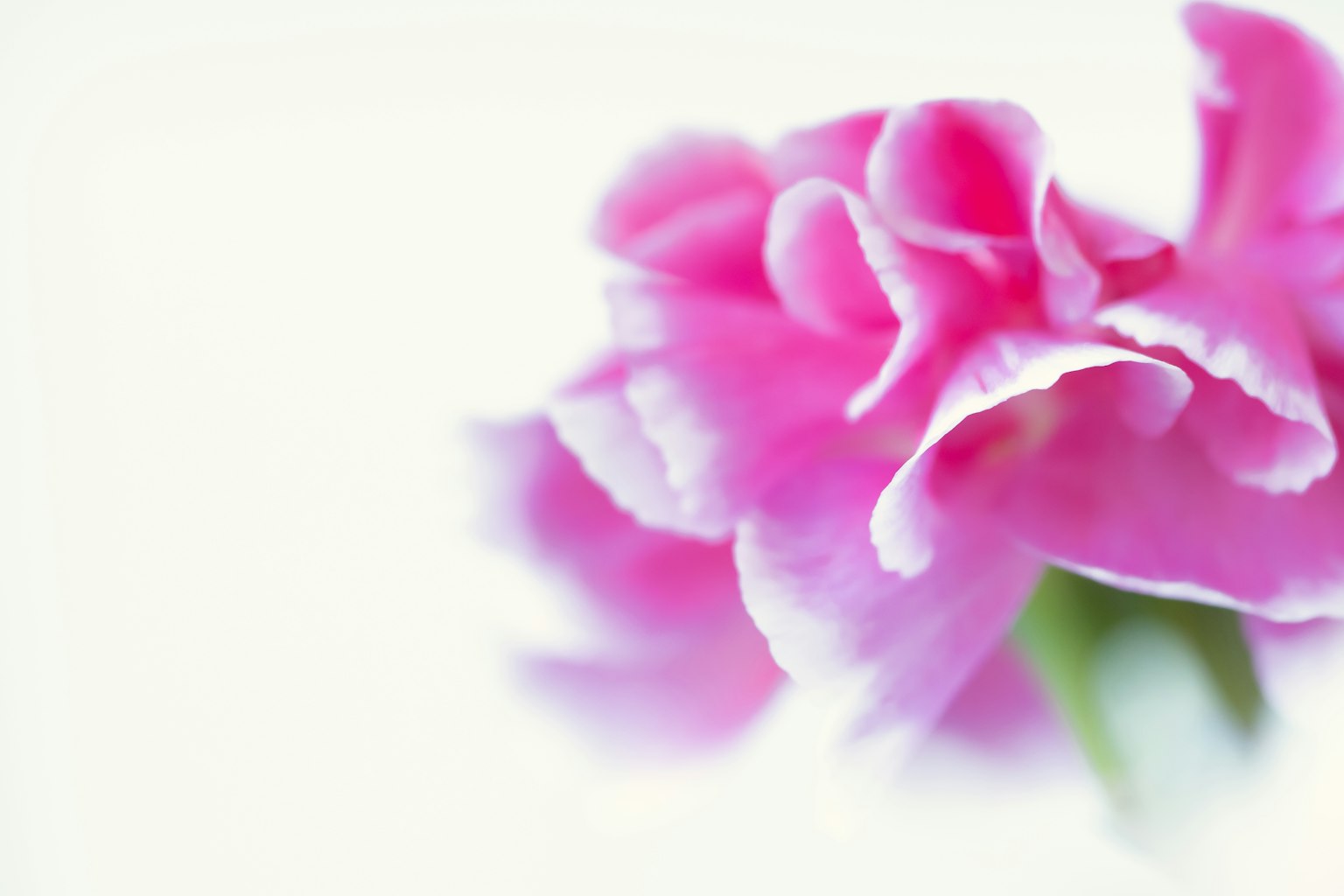 Close-up of a pink flower against a soft background