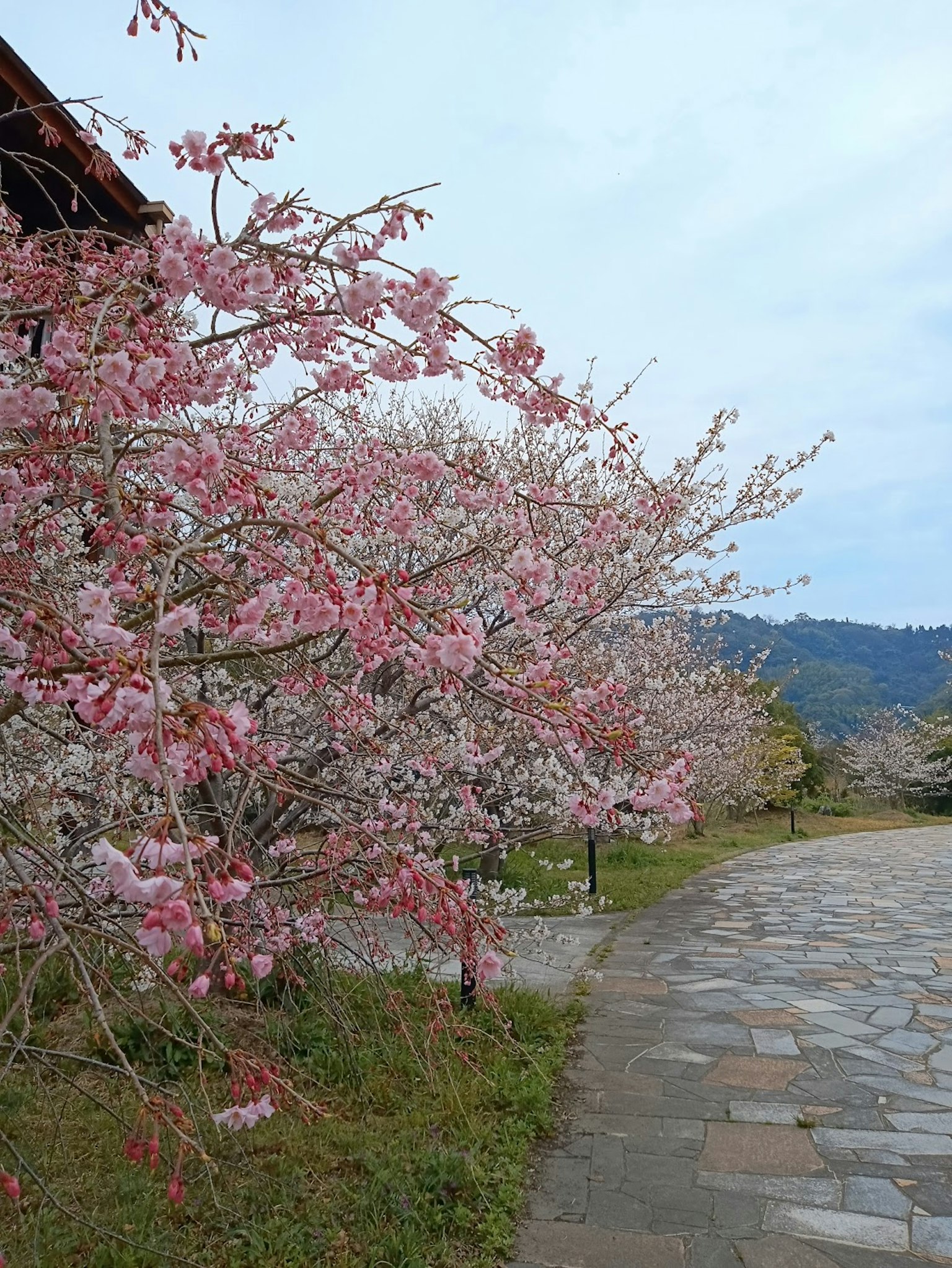Chemin bordé d'arbres en fleurs de cerisier