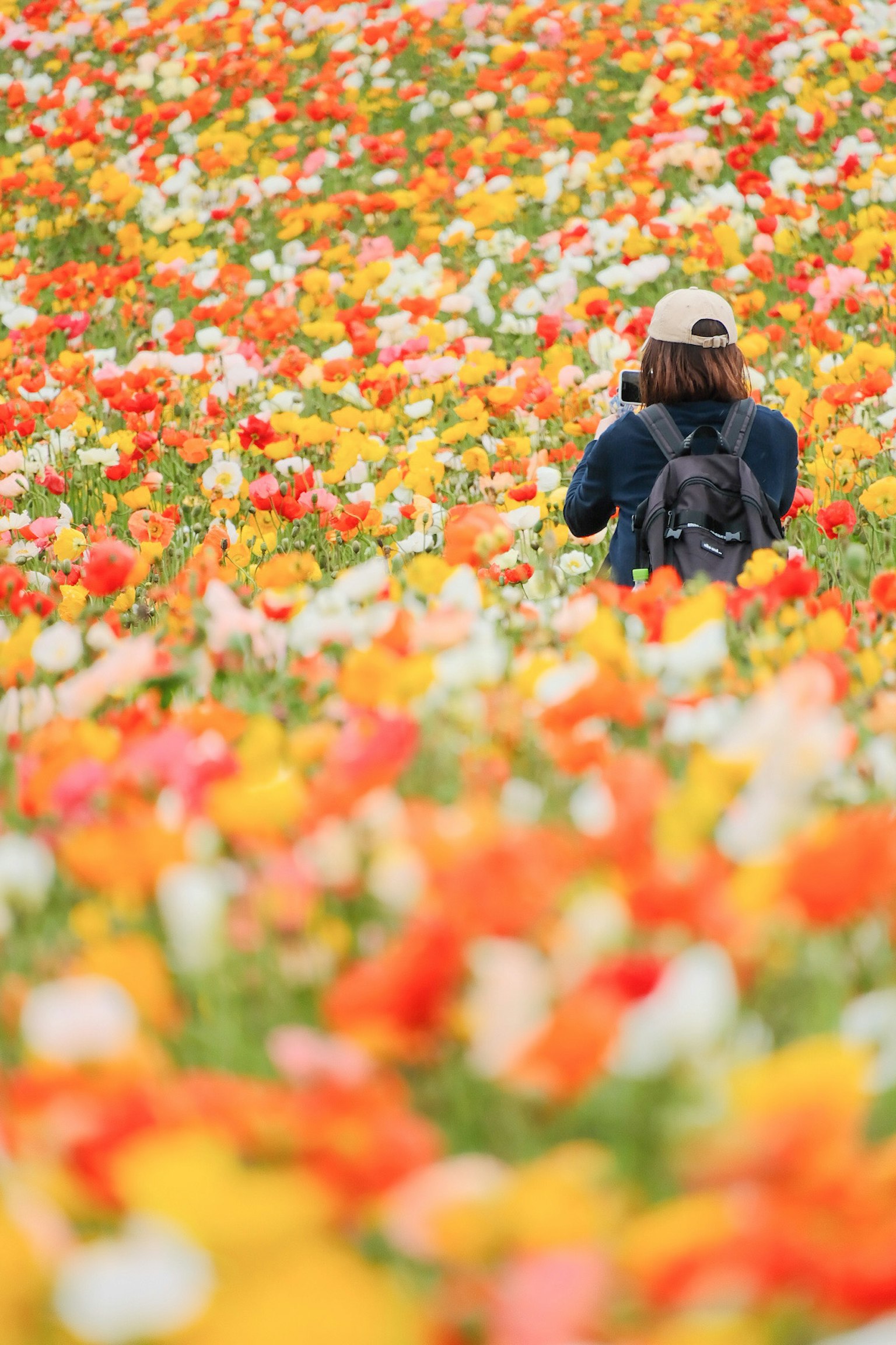 Person with a camera in a colorful flower field