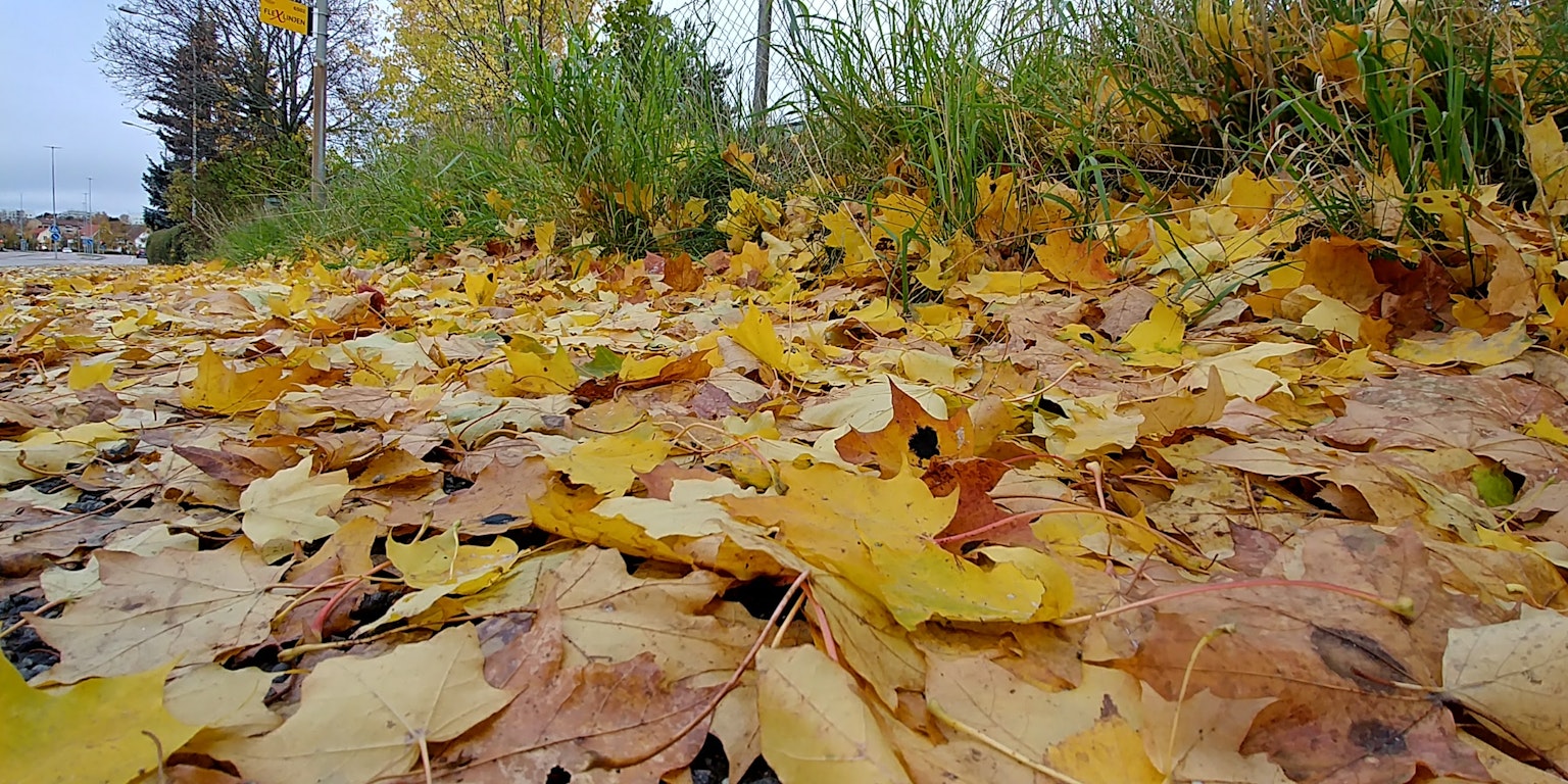 Herbstblätter auf dem Boden verstreut