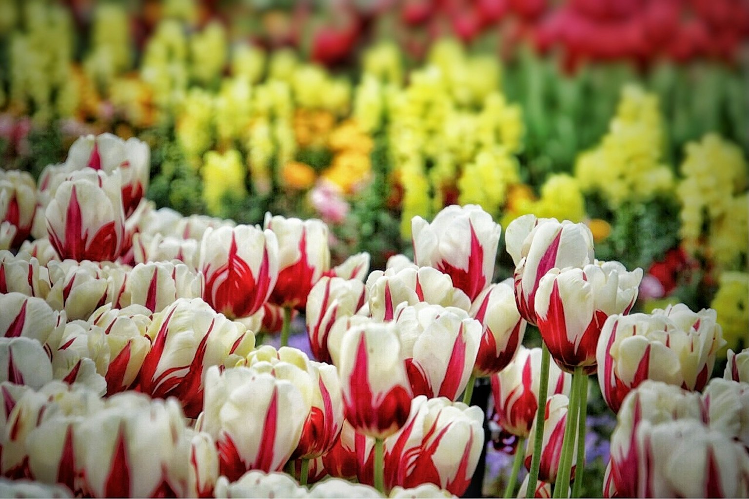 Campo de tulipanes blancos y rojos entre varias flores coloridas